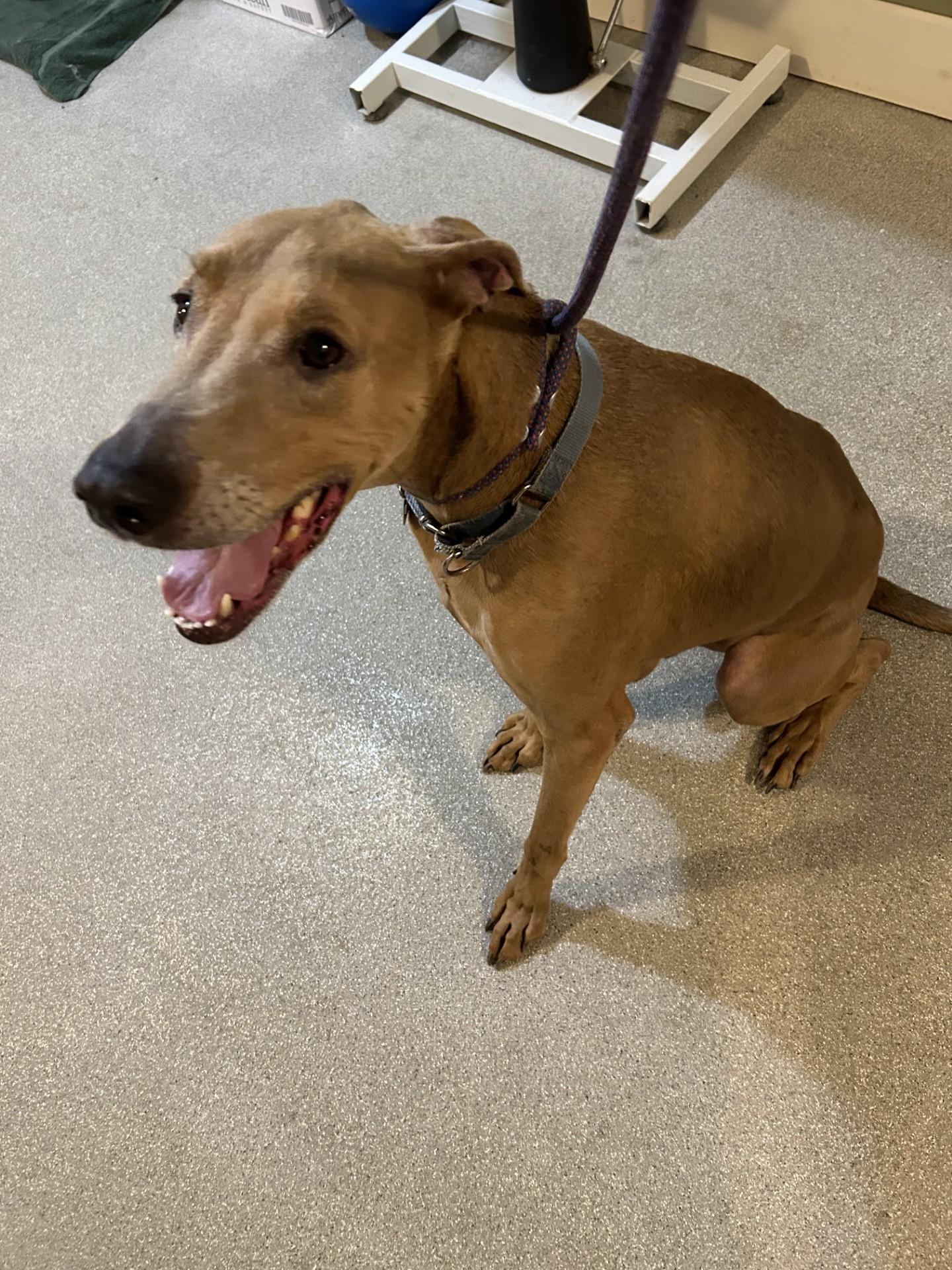 Blue, an adoptable Vizsla in Baldwin, MI_image-1