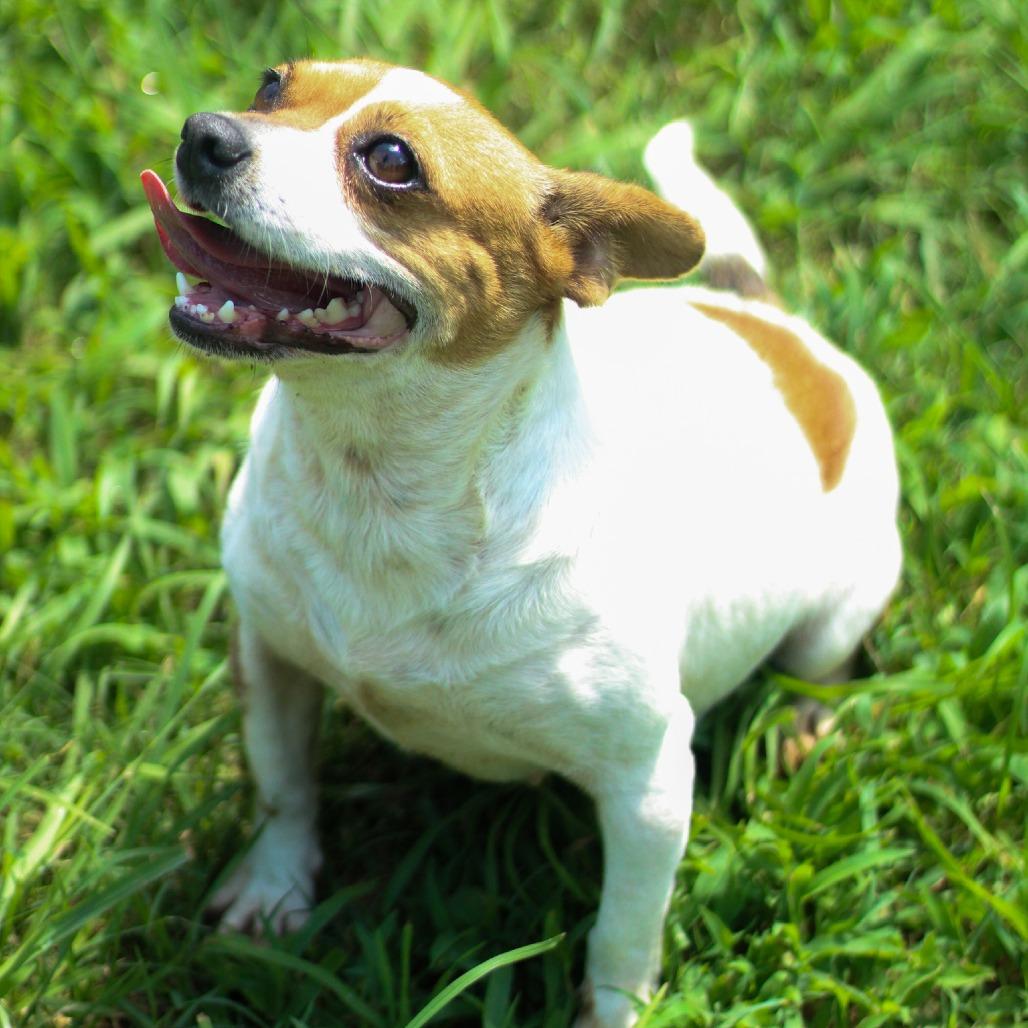Amber, a Adoptable mixed breed in Starkville, MS image 1/6