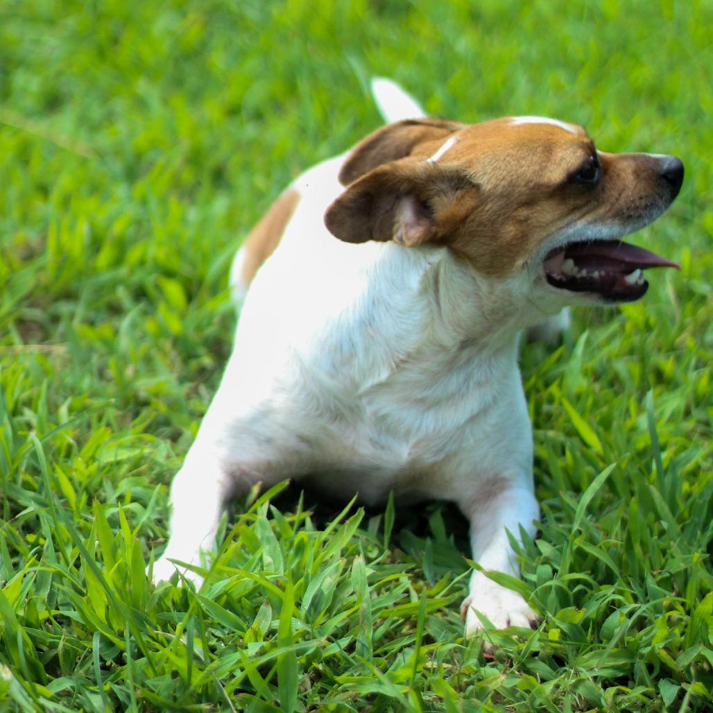 Amber, a Adoptable mixed breed in Starkville, MS image 2/6