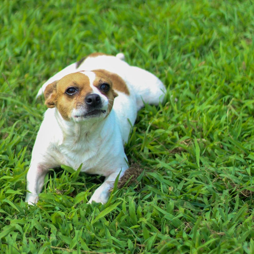 Amber, a Adoptable mixed breed in Starkville, MS image 3/6