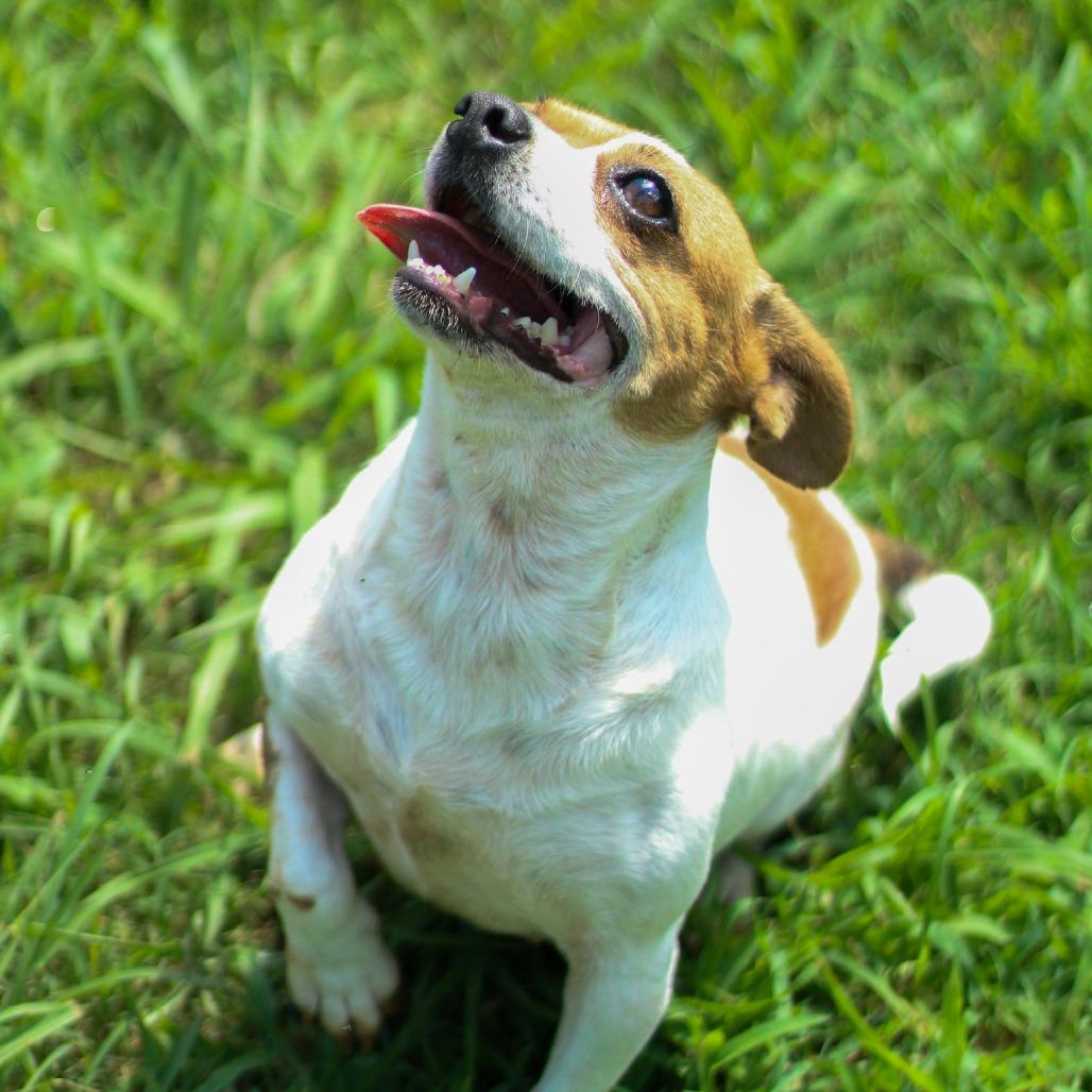 Amber, a Adoptable mixed breed in Starkville, MS image 4/6