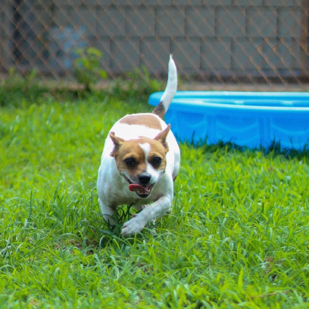 Amber, a Adoptable mixed breed in Starkville, MS image 5/6