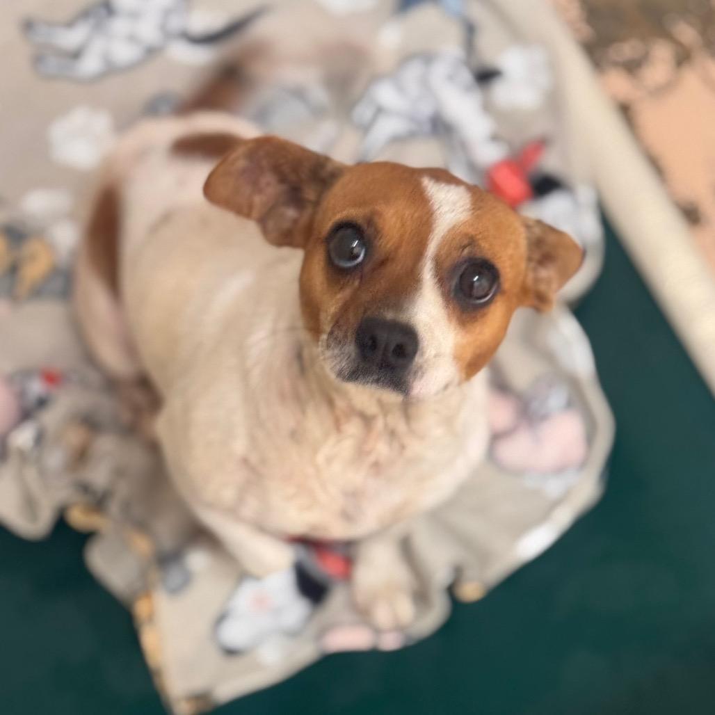 Amber, a Adoptable mixed breed in Starkville, MS image 6/6