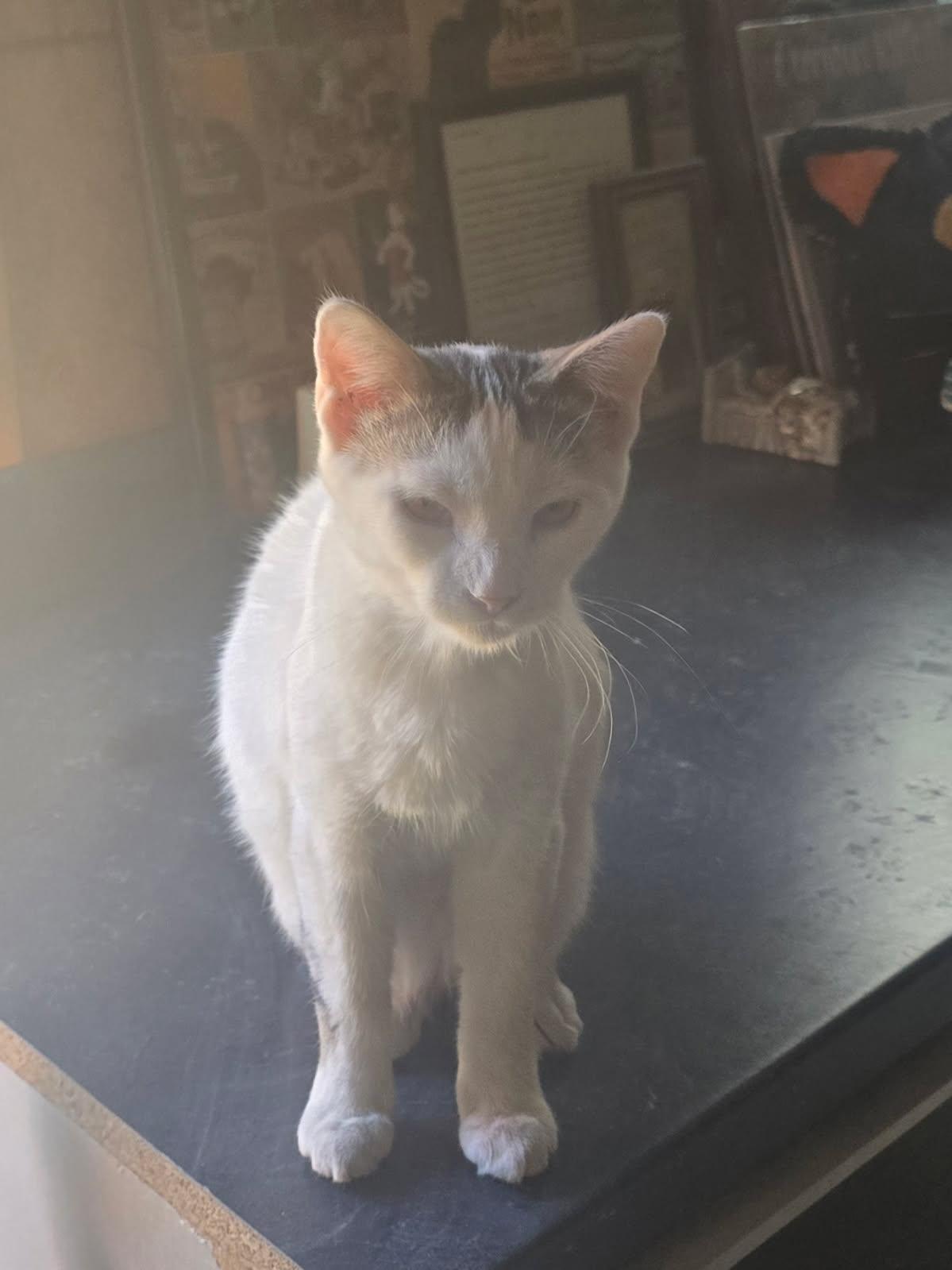 Enlarge Ringo, a Adoptable Domestic Short Hair in French Village, MO image 1/1