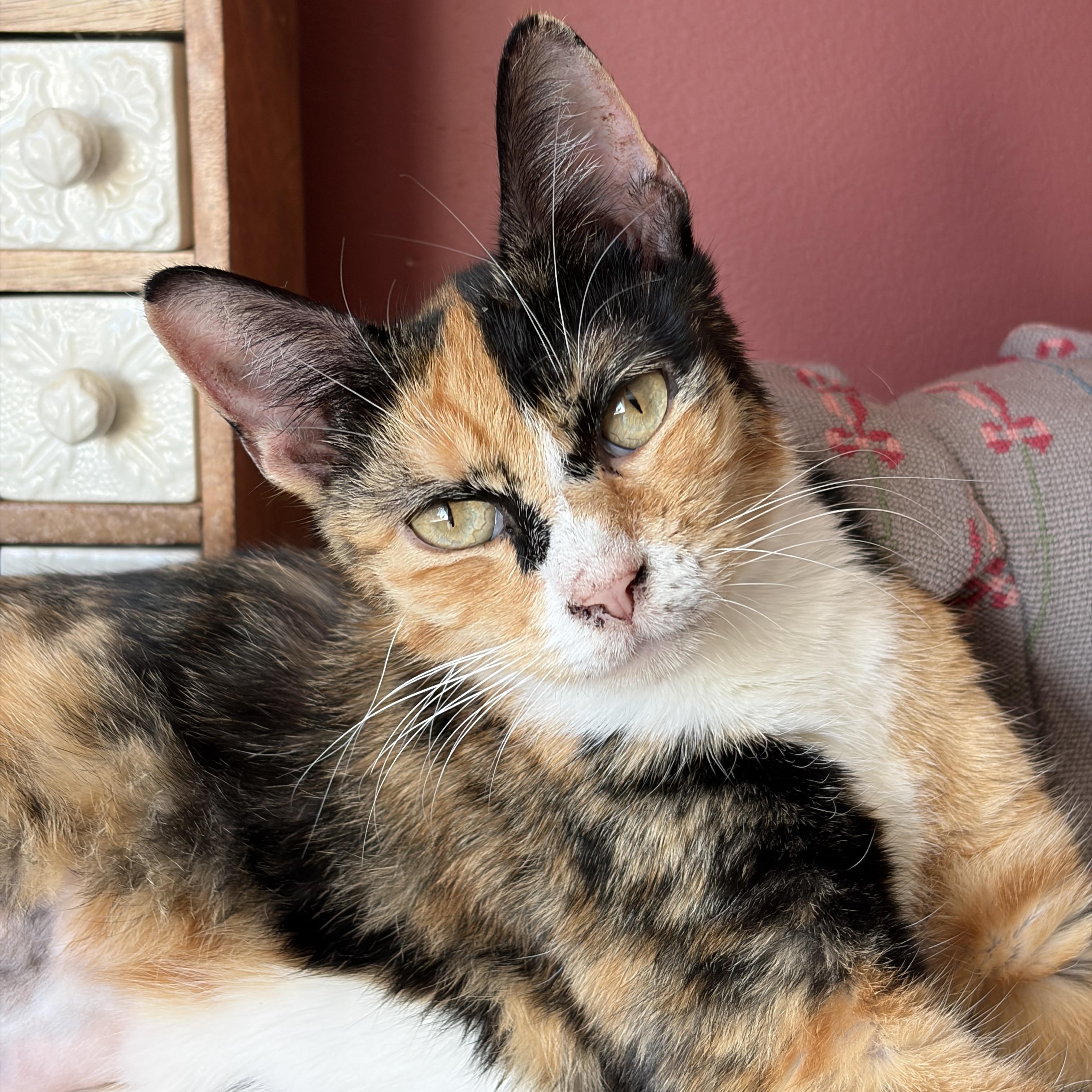 Dotty, adopted, Adult Female Domestic Short Hair.