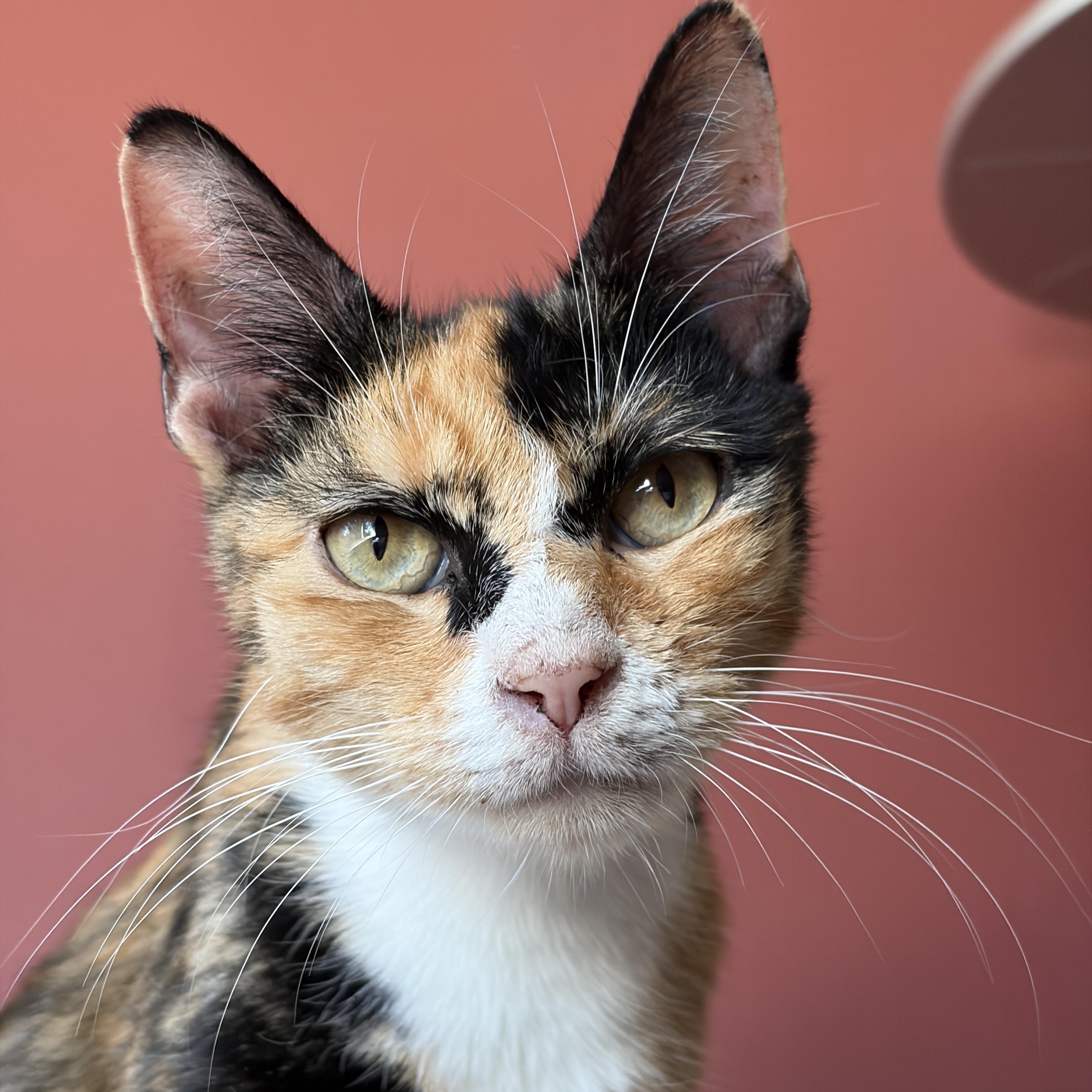 Dotty, an adopted Domestic Short Hair in Redmond, WA image 2/2