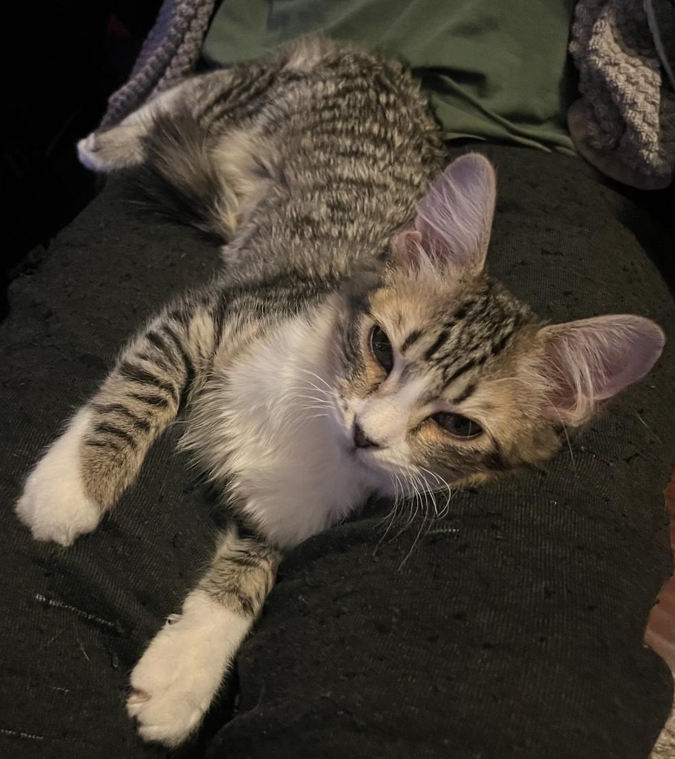 Pip, ADOPTABLE, Kitten Female Domestic Medium Hair.