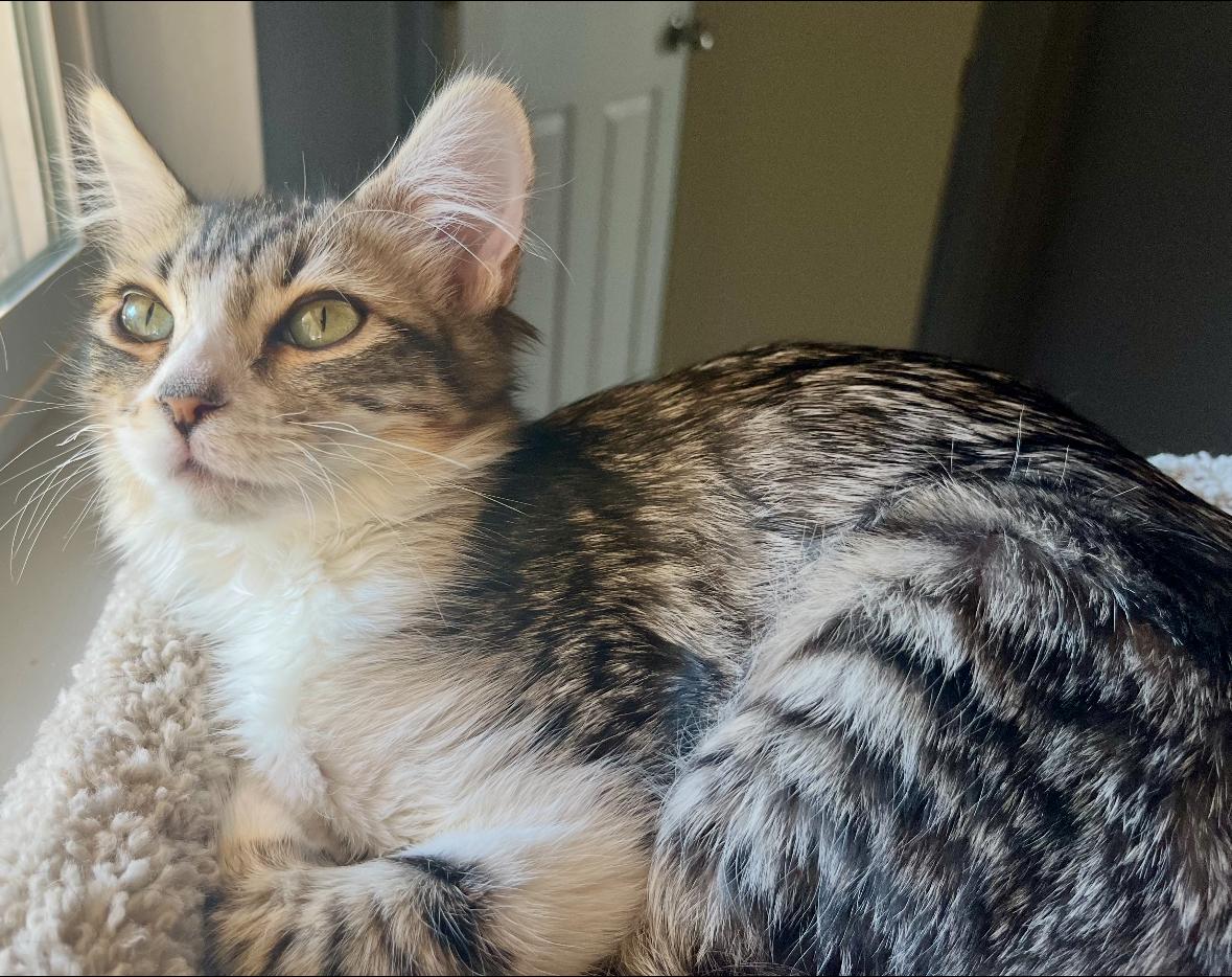 Enlarge Pip, a ADOPTABLE Domestic Medium Hair in La Canada, CA image 2/2