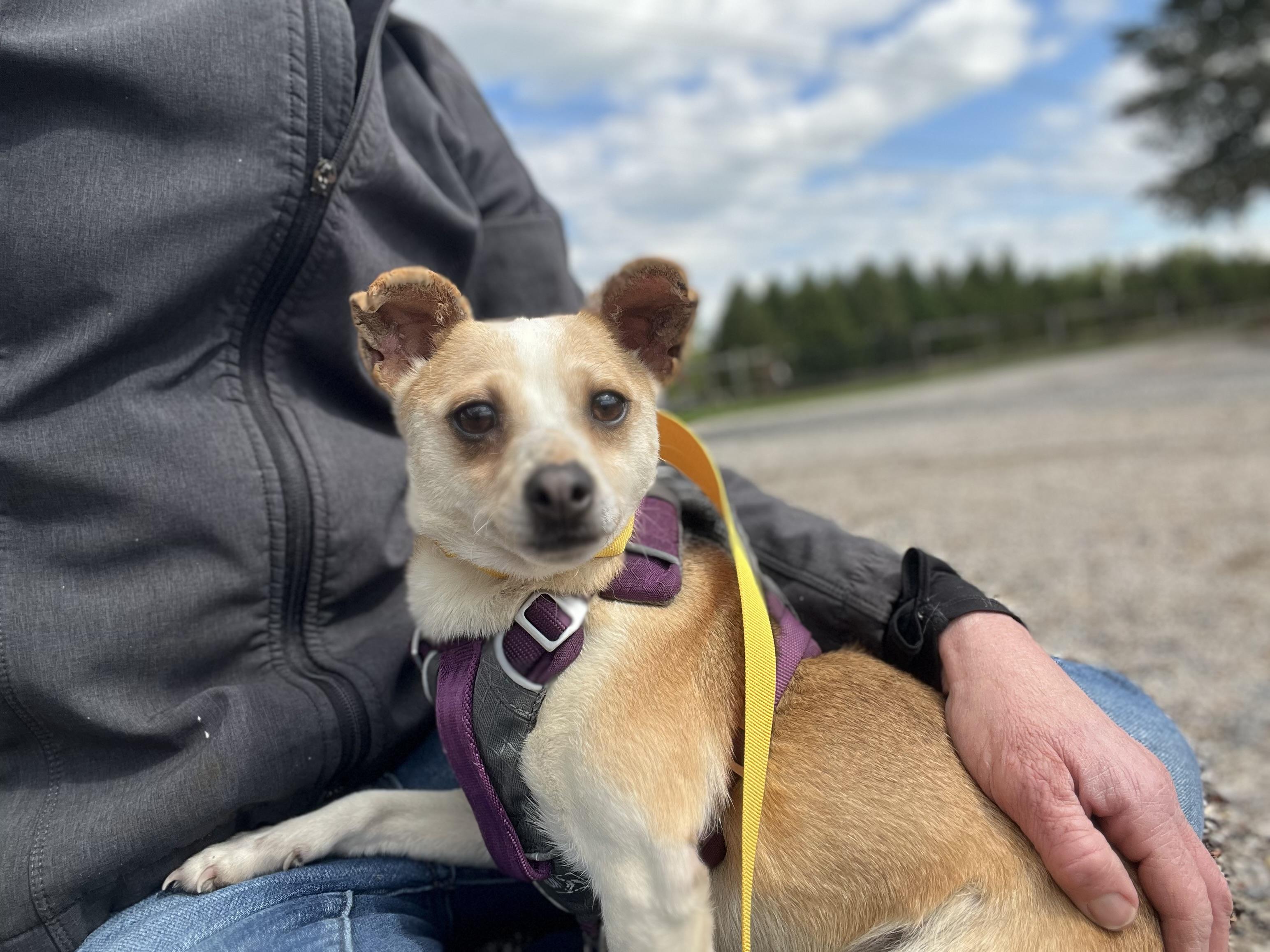 Lizzy, Adoptable, Adult Female Toy Fox Terrier.