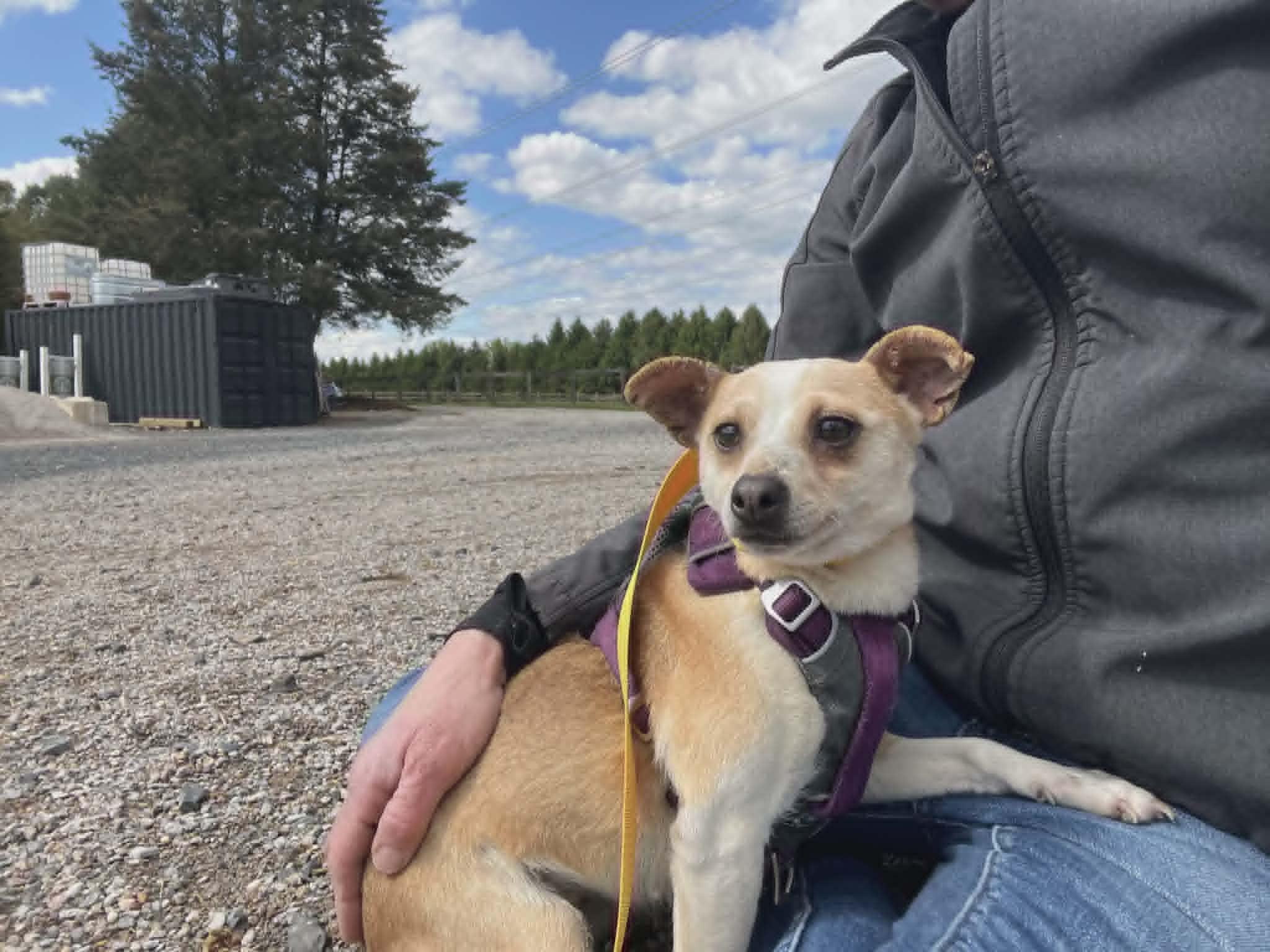 Enlarge Lizzy, a Adoptable Toy Fox Terrier in Havertown, PA image 2/3