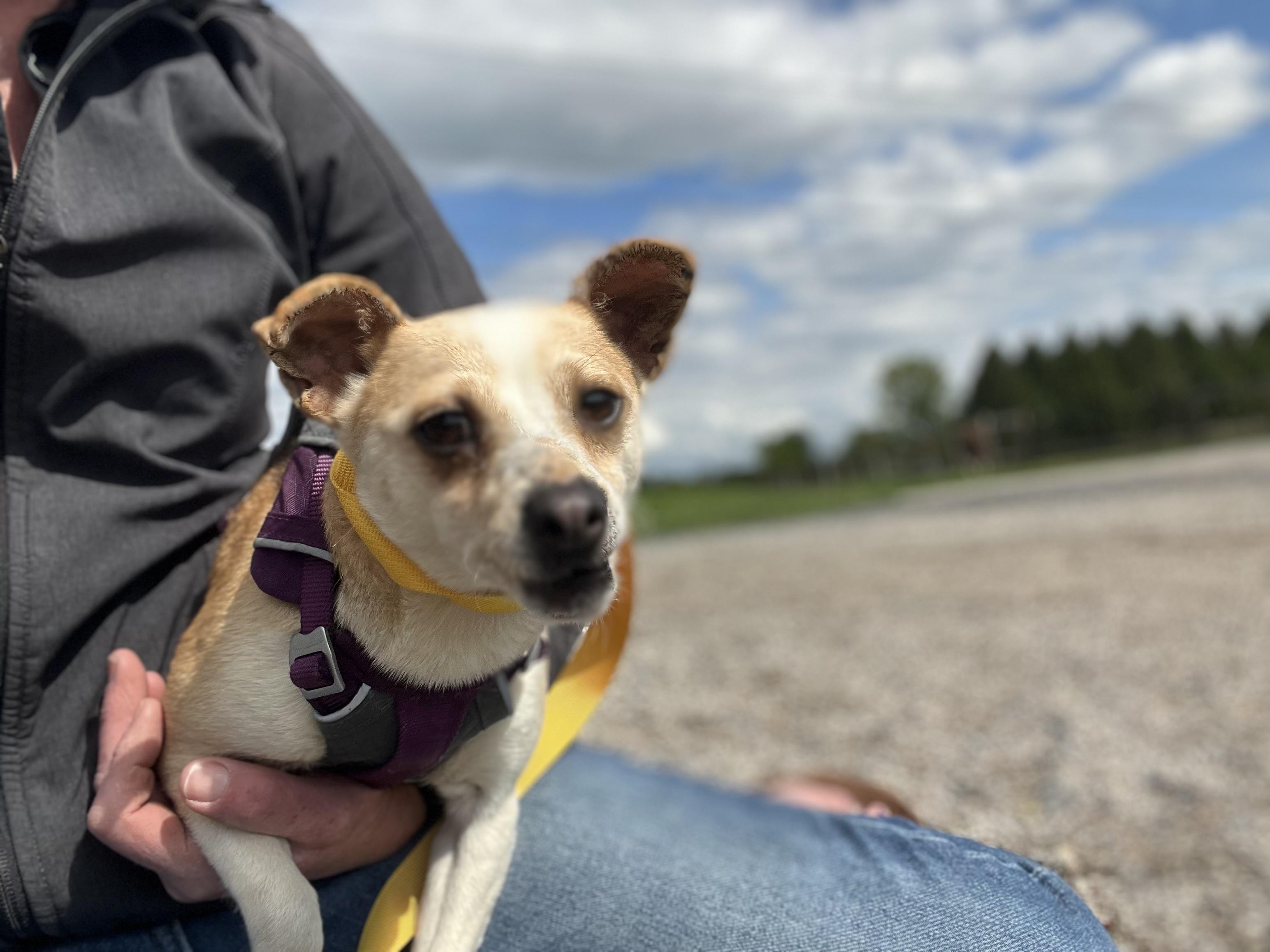 Enlarge Lizzy, a Adoptable Toy Fox Terrier in Havertown, PA image 3/3