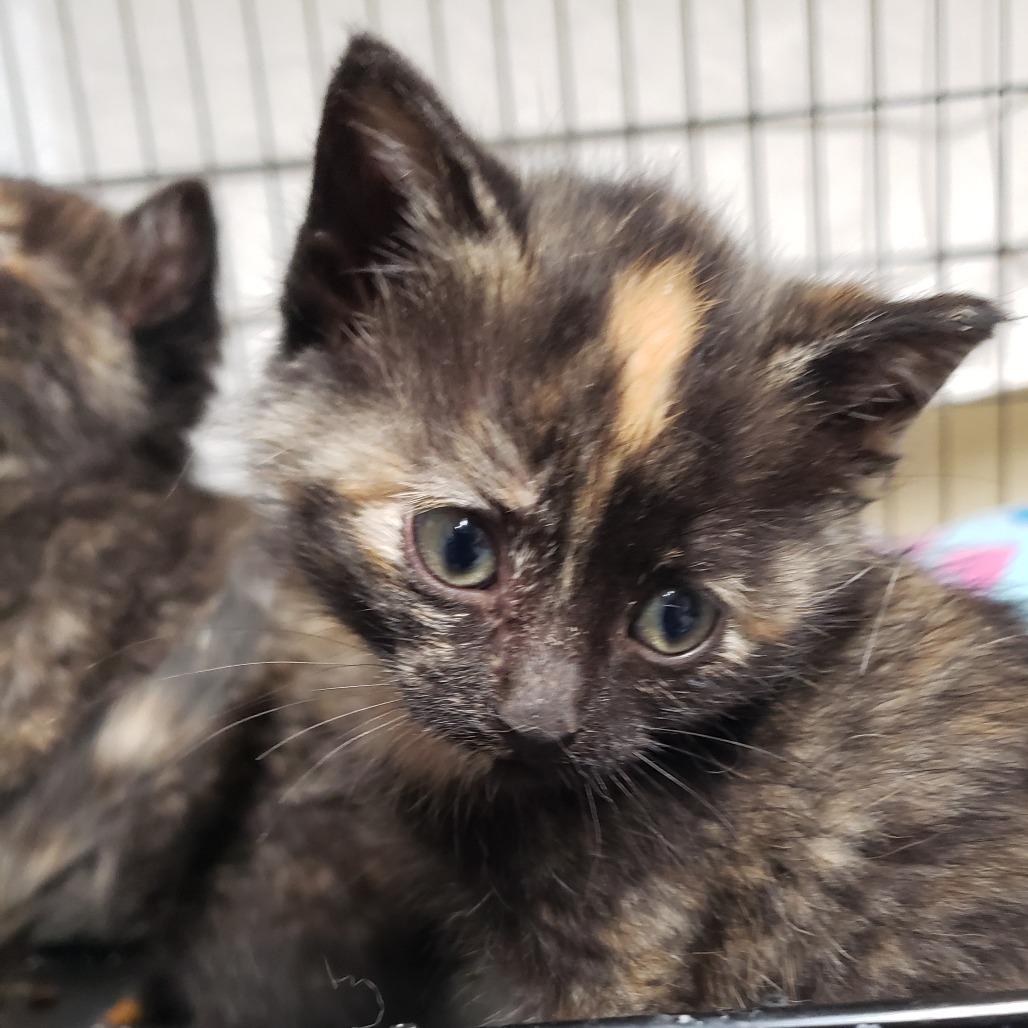 Jade, Adoptable, Kitten Female Domestic Medium Hair.