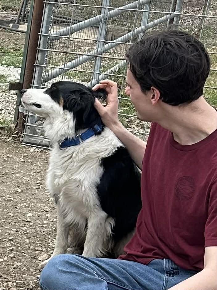 Enlarge Bingo, a Adoptable mixed breed in Harrisburg, PA image 4/6