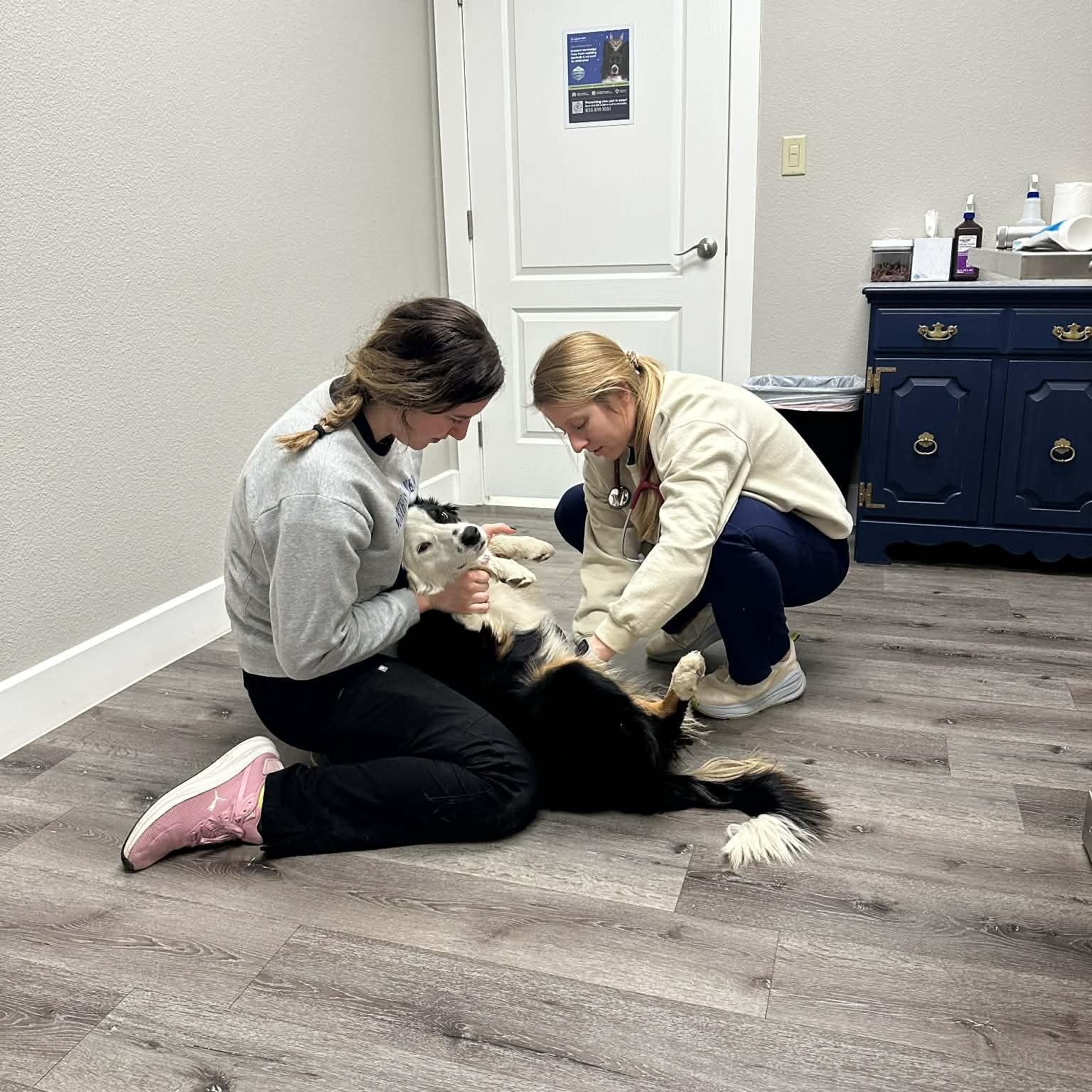 Enlarge Bingo, a Adoptable mixed breed in Harrisburg, PA image 3/6