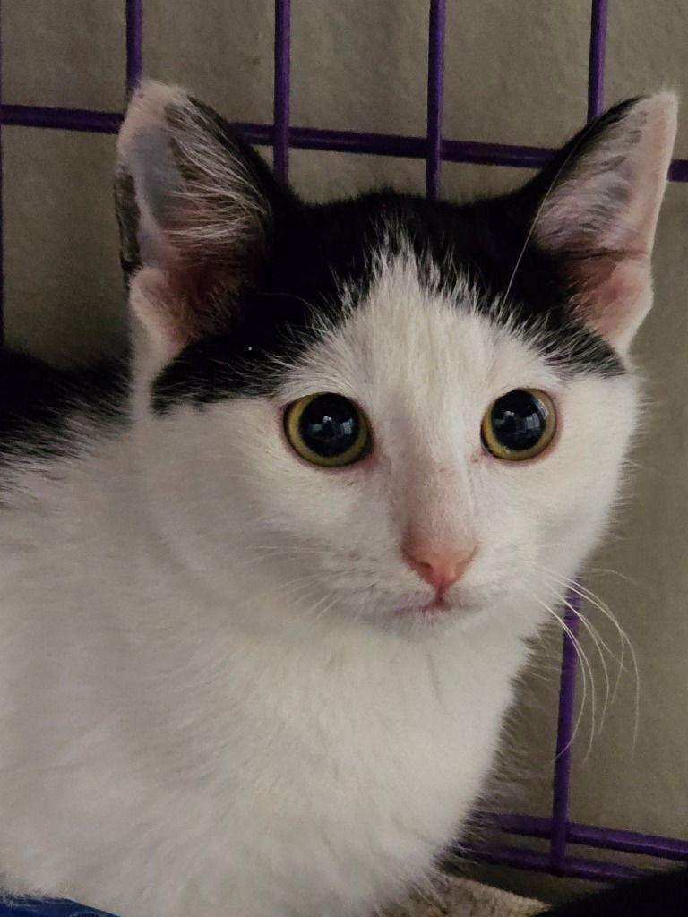 Enlarge Pete, a Adoptable Domestic Short Hair in Lovingston, VA image 1/3