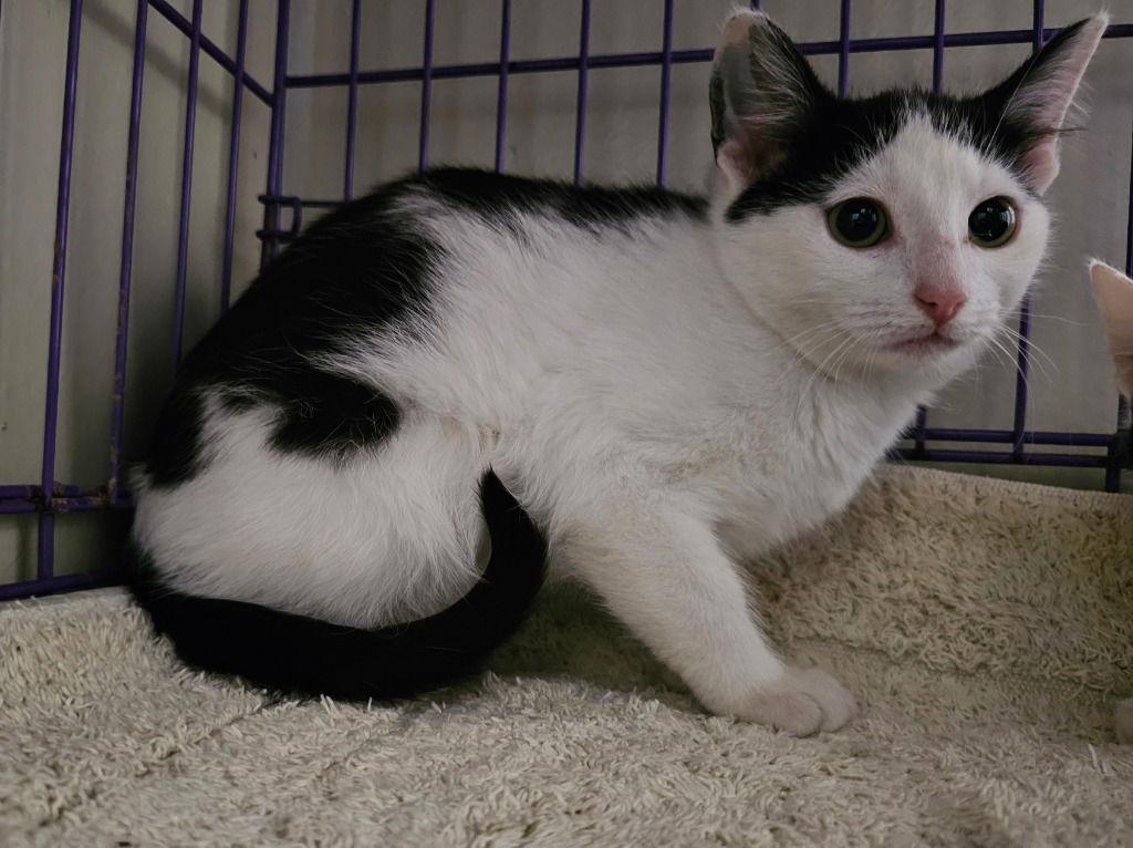 Enlarge Pete, a Adoptable Domestic Short Hair in Lovingston, VA image 2/3