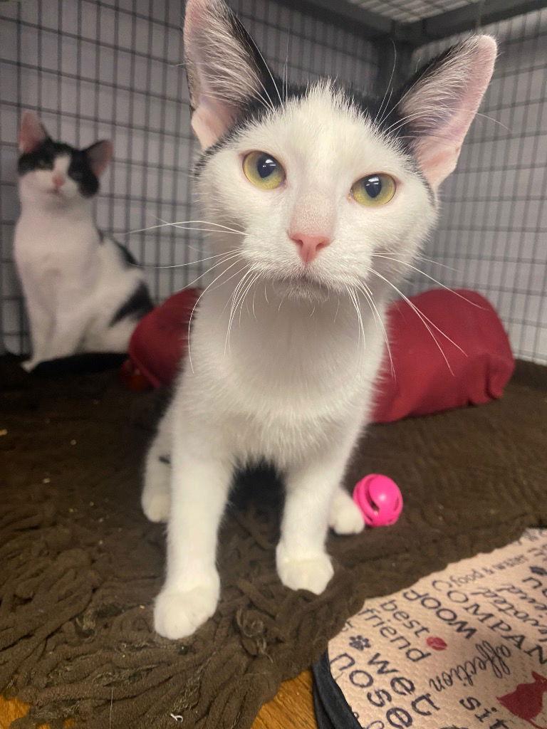 Enlarge Pete, a Adoptable Domestic Short Hair in Lovingston, VA image 3/3