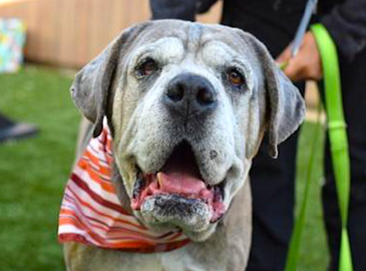 GRAND MASTER OOGWAY, adopted, Senior Male Great Dane & Mastiff.