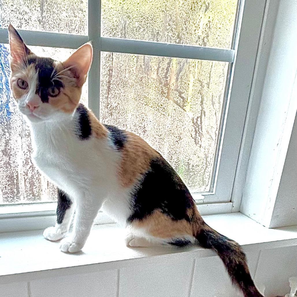 Glimmer, Adoptable, Kitten Female Domestic Short Hair.