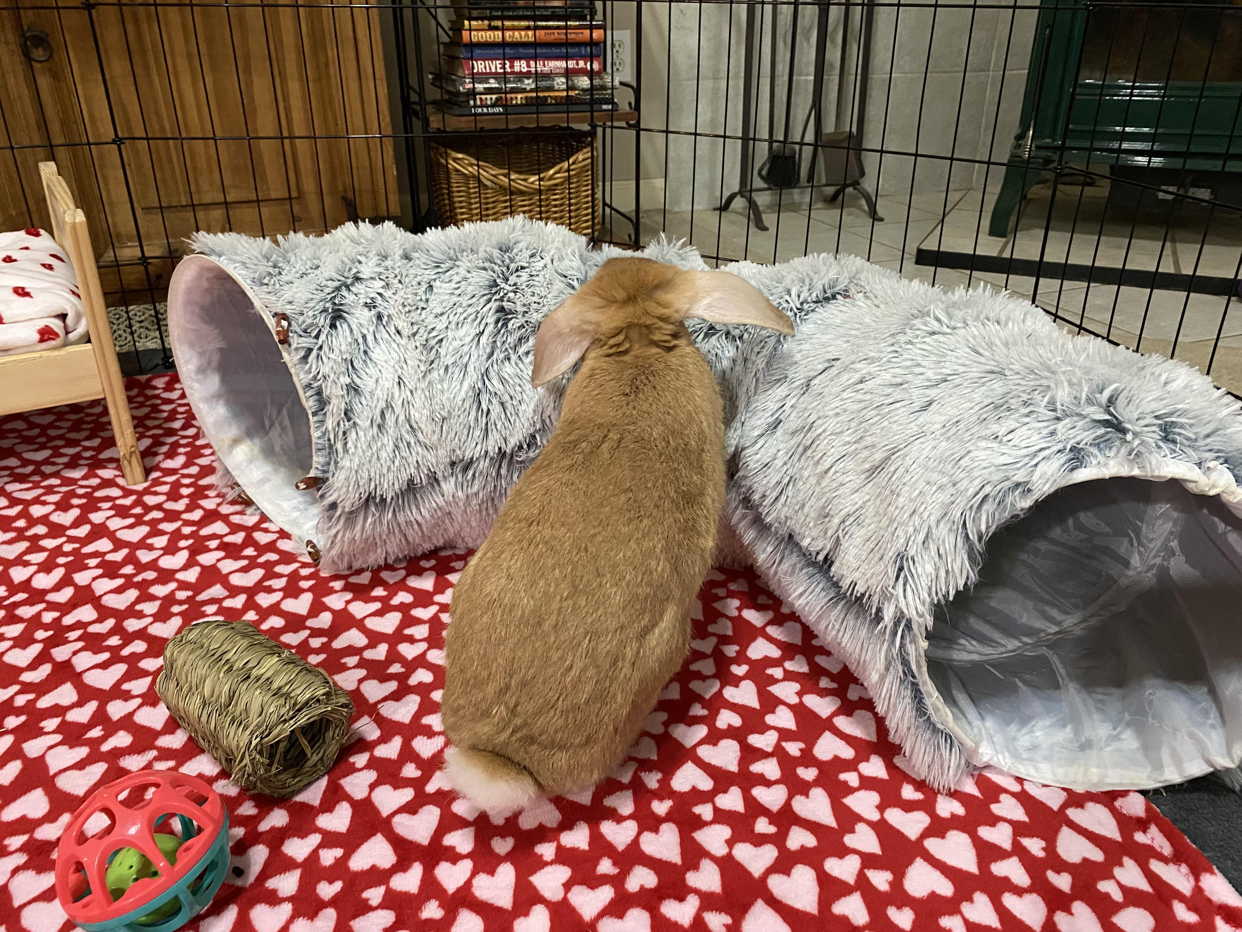 Aspen, adoptable, Adult Male American & Holland Lop.