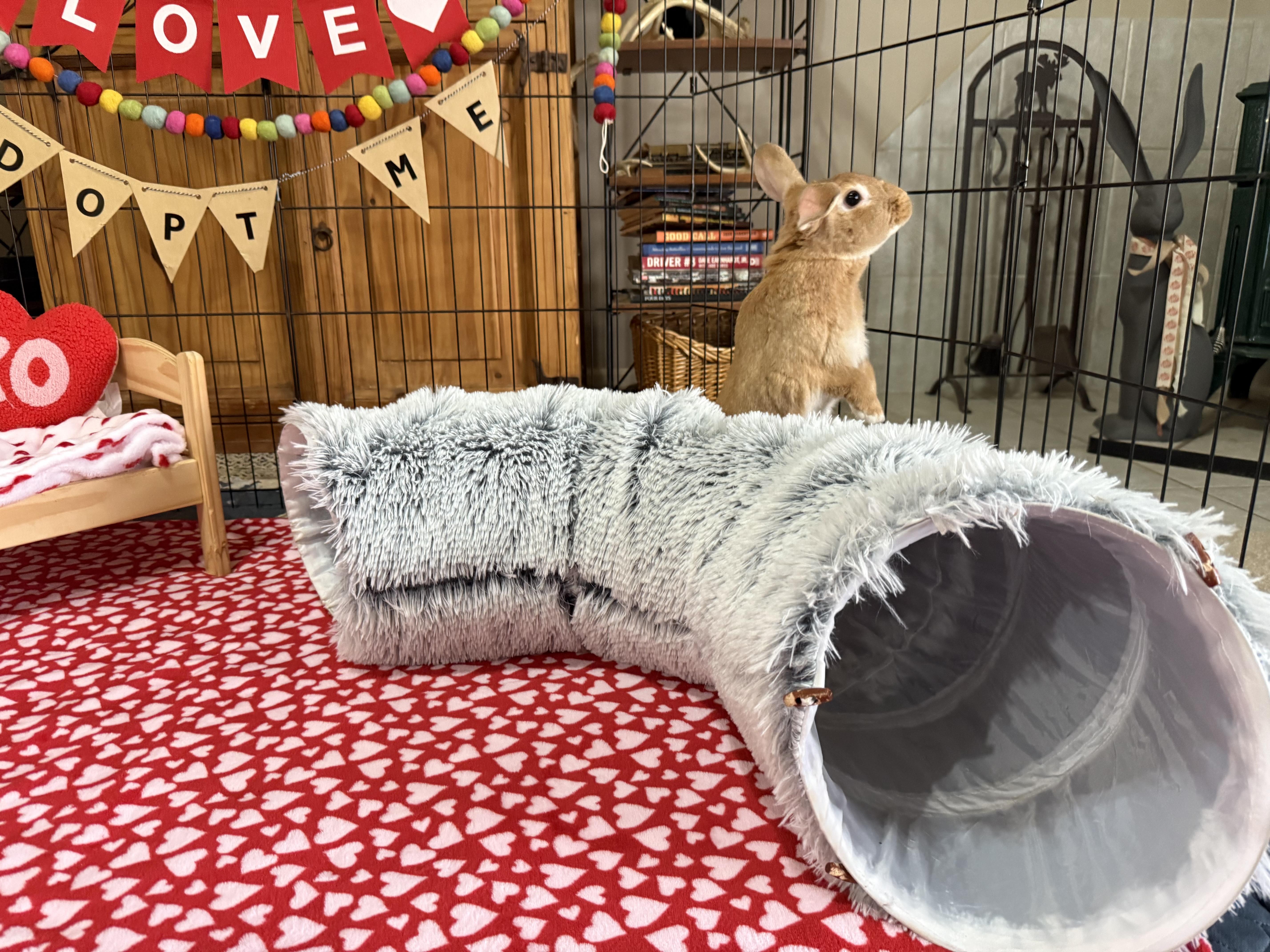 Enlarge Aspen, an adoptable mixed breed in Little Rock, AR image 4/5