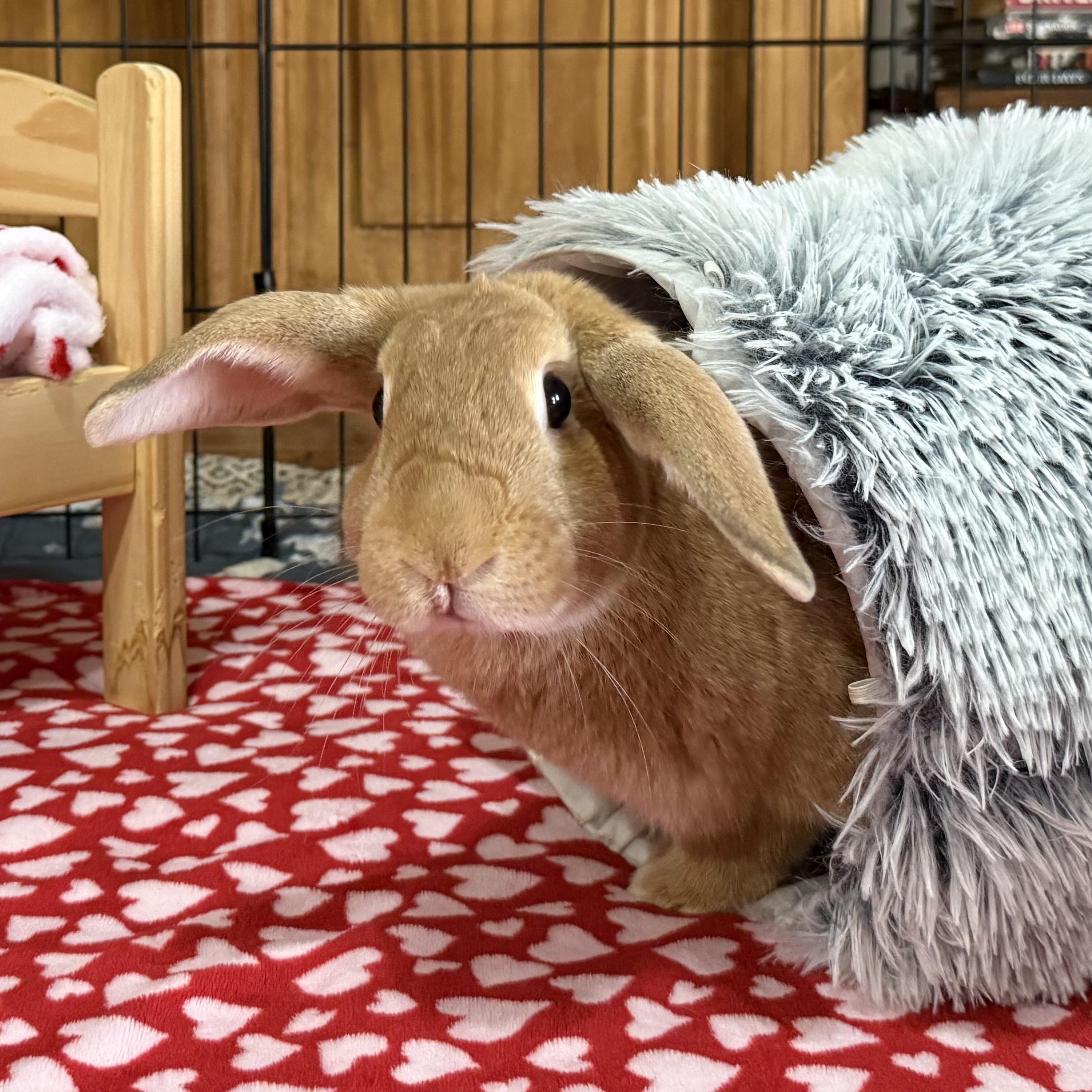 Enlarge Aspen, an adoptable mixed breed in Little Rock, AR image 5/6