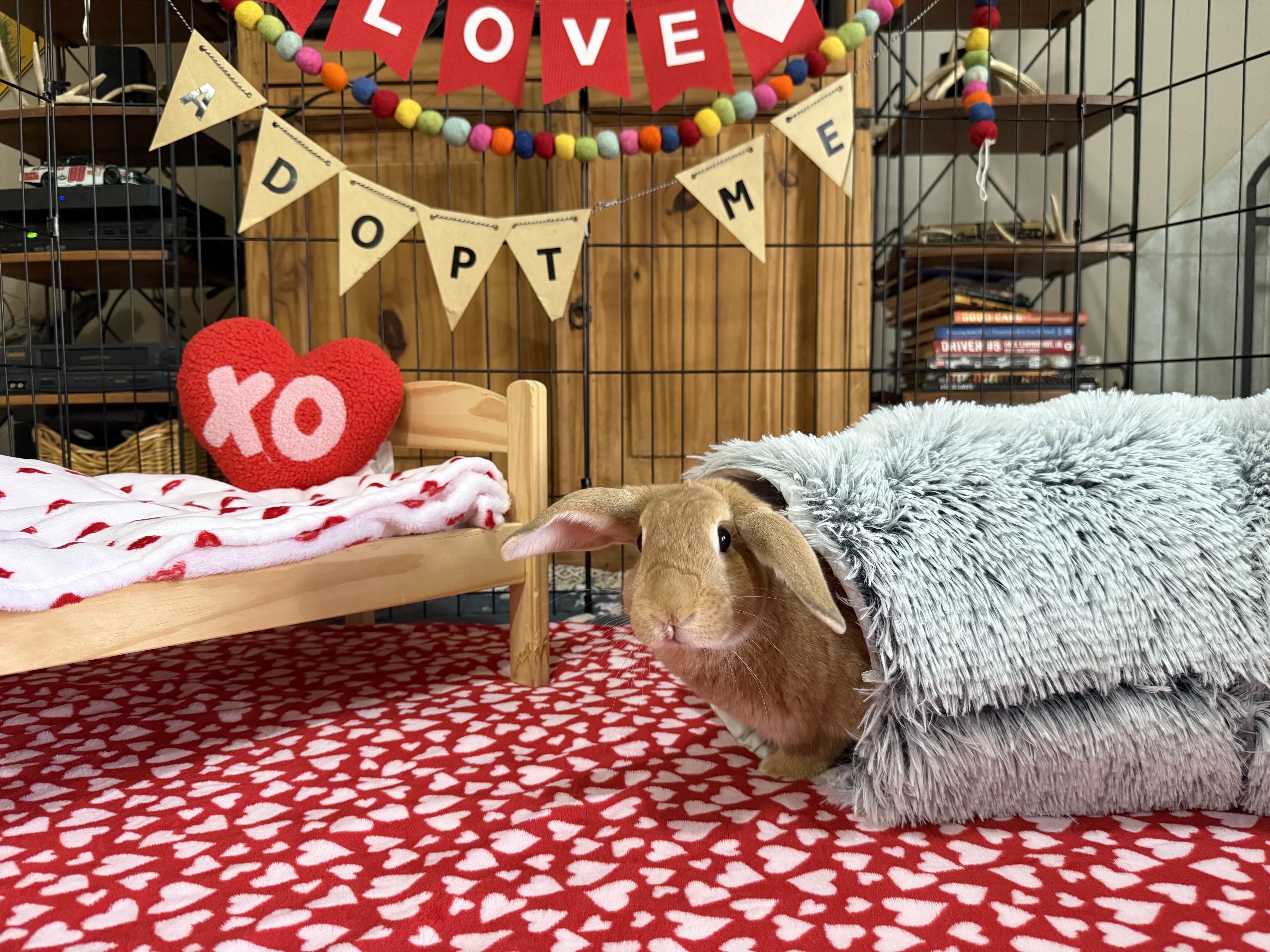 Enlarge Aspen, an adoptable mixed breed in Little Rock, AR image 5/5