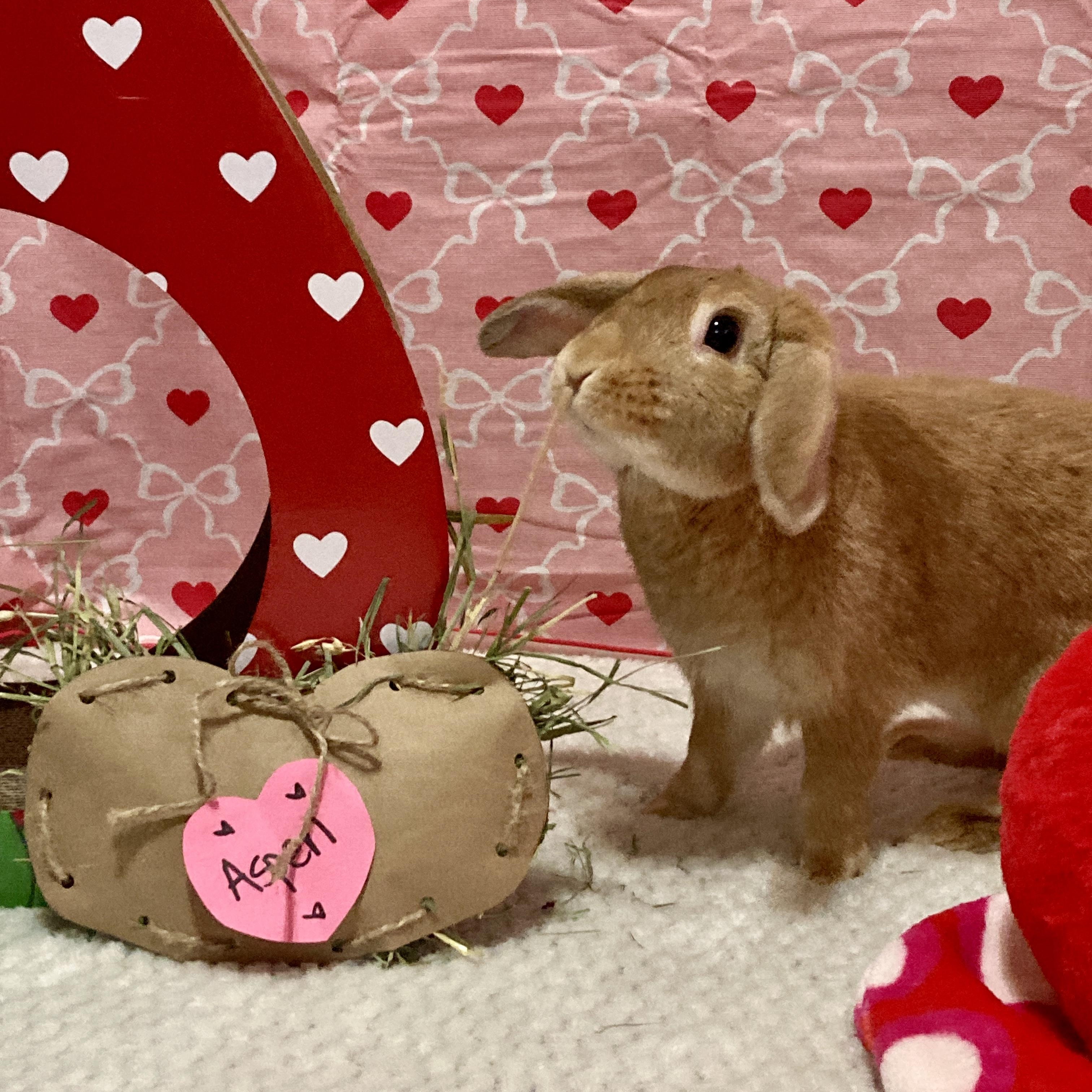 Aspen, adoptable, Adult Male American & Holland Lop.