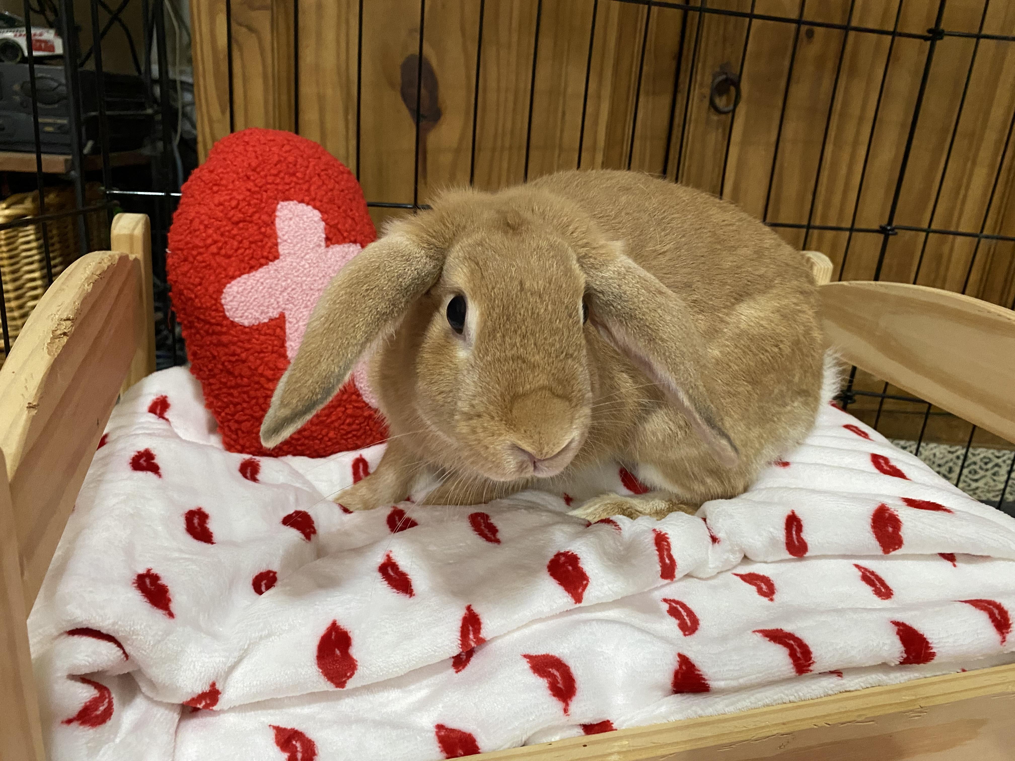 Enlarge Aspen, an adoptable mixed breed in Little Rock, AR image 2/5