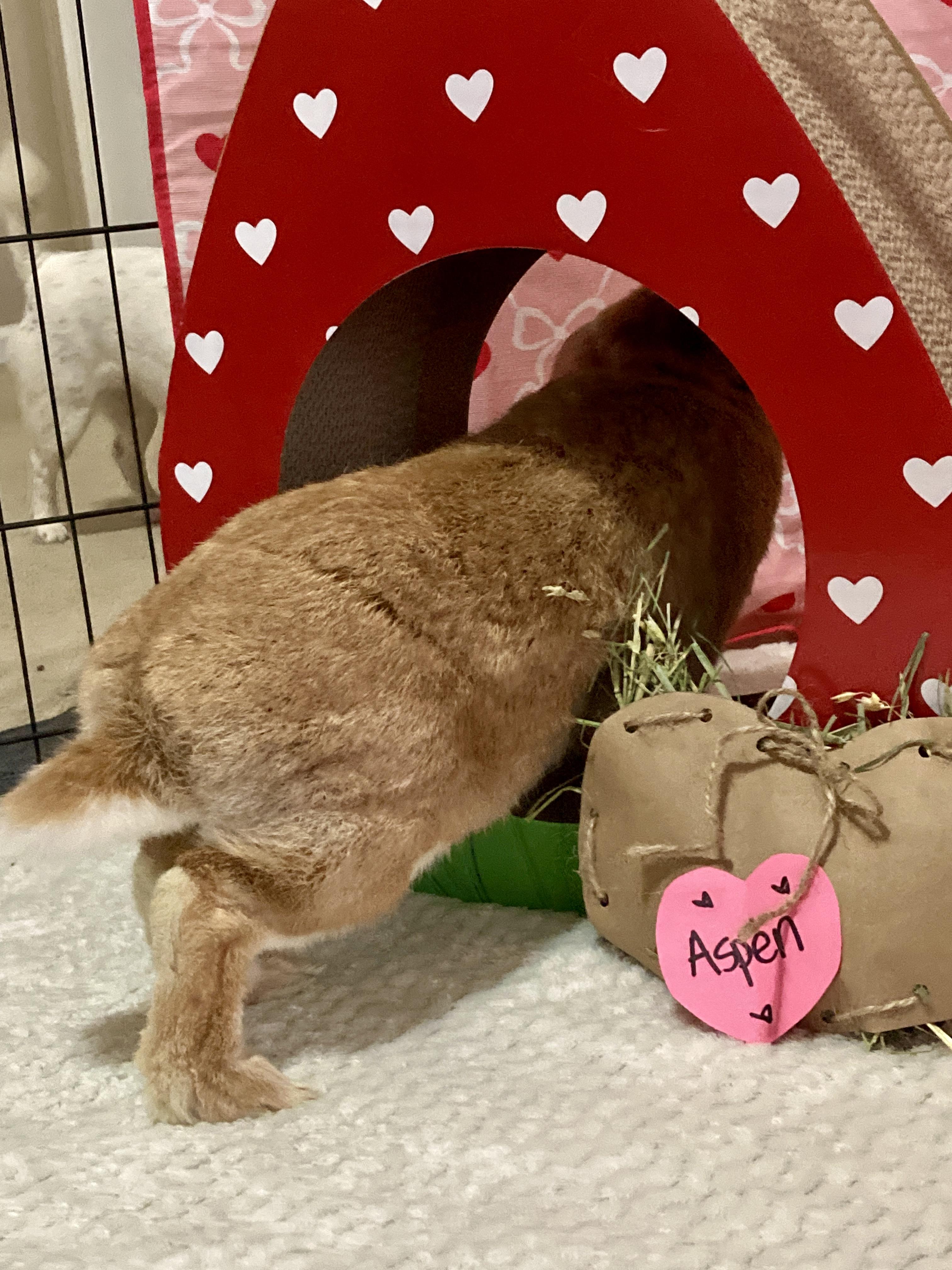 Enlarge Aspen, an adoptable mixed breed in Little Rock, AR image 4/6