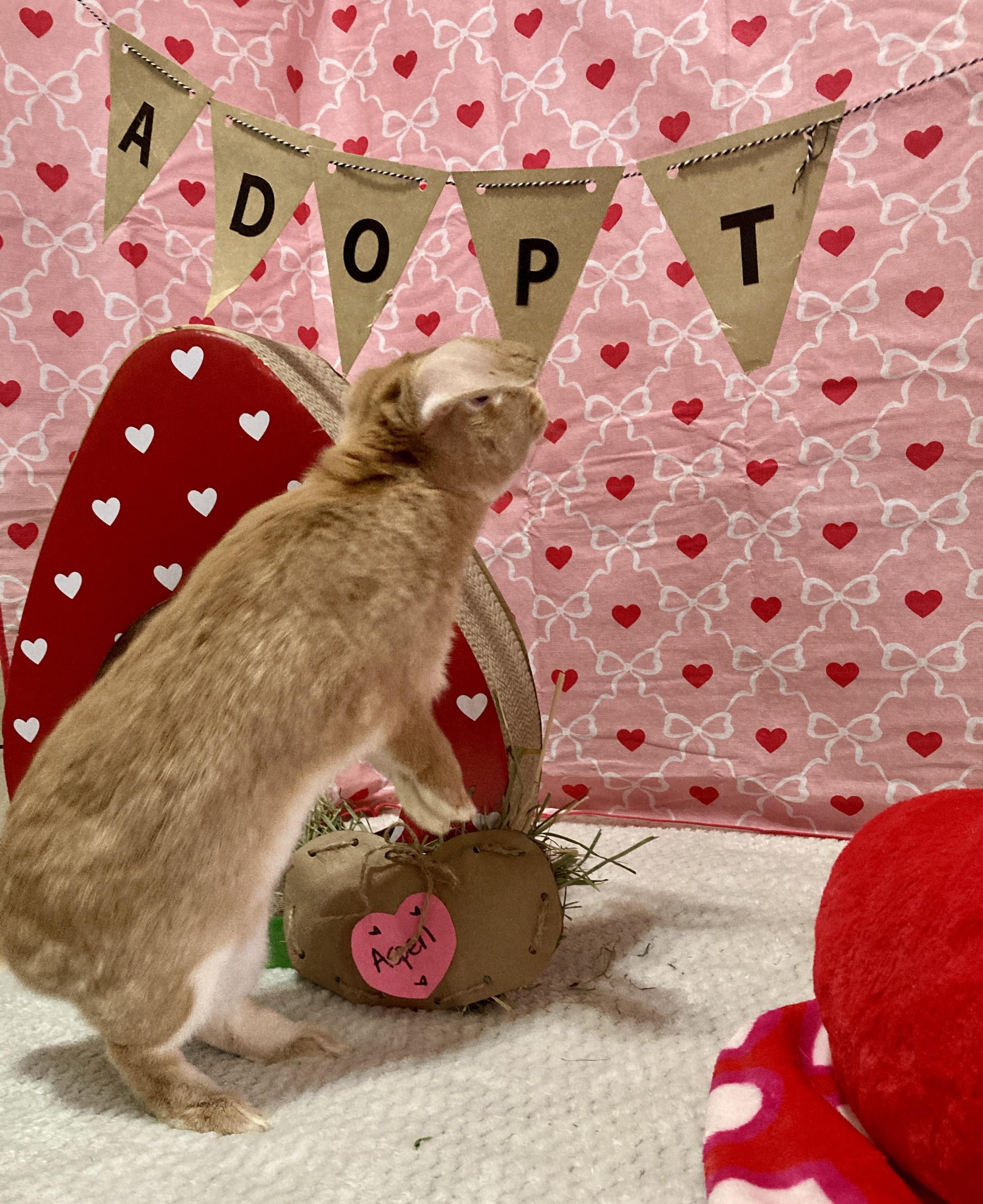 Enlarge Aspen, an adoptable mixed breed in Little Rock, AR image 2/6