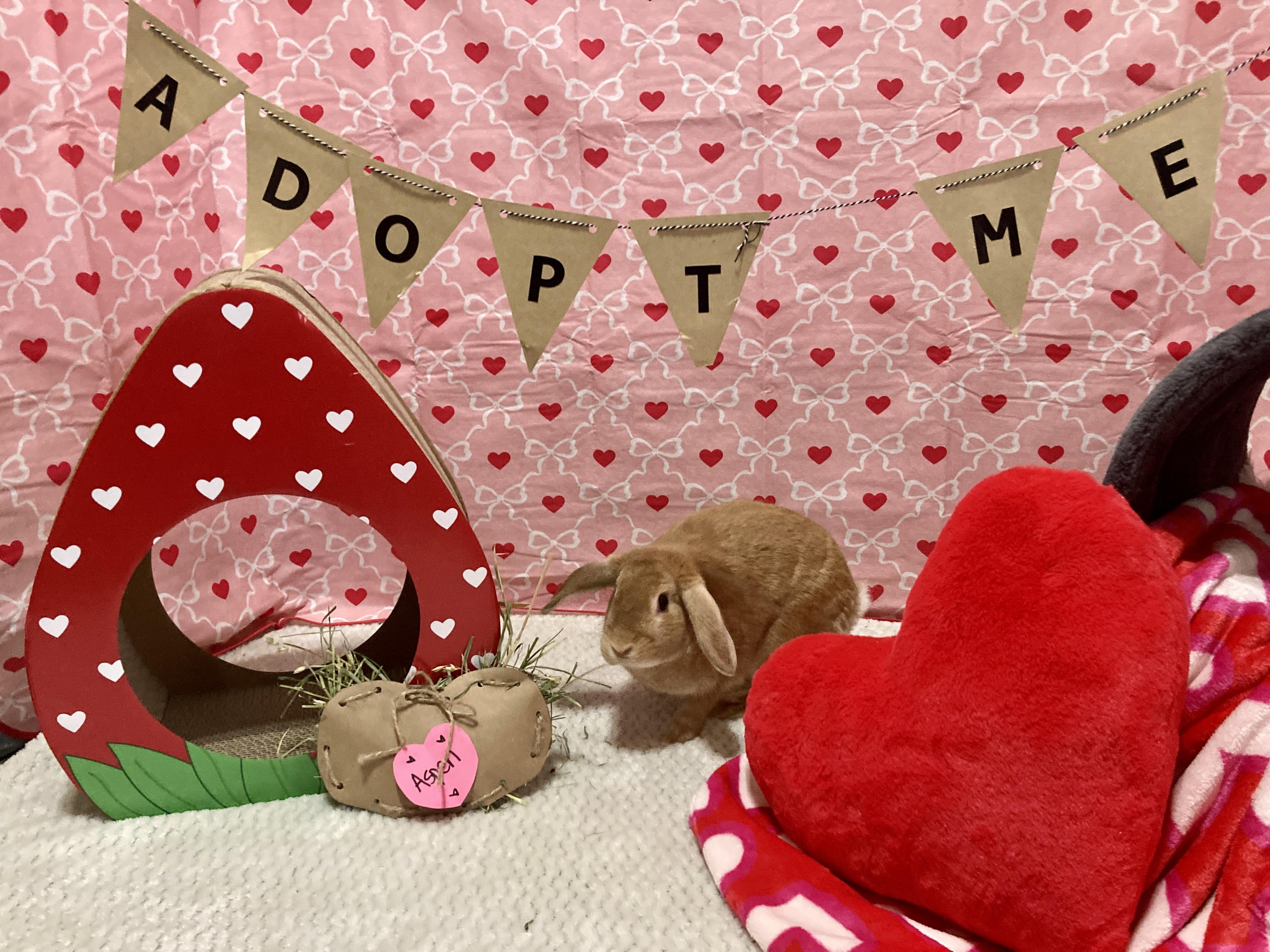 Enlarge Aspen, an adoptable mixed breed in Little Rock, AR image 3/6