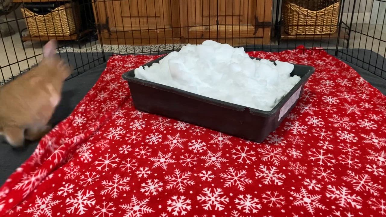 Enlarge Aspen, an adoptable mixed breed in Little Rock, AR video 3/5