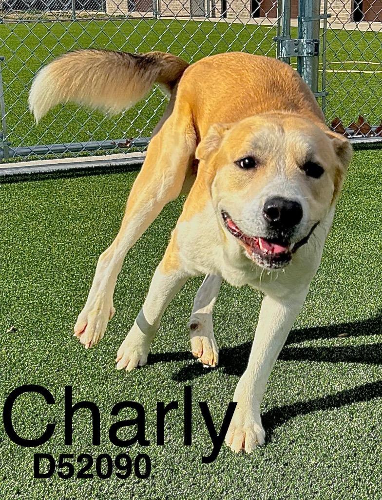 Enlarge Charly, a Adoptable Mixed Breed in Clarksville, TN image 1/1