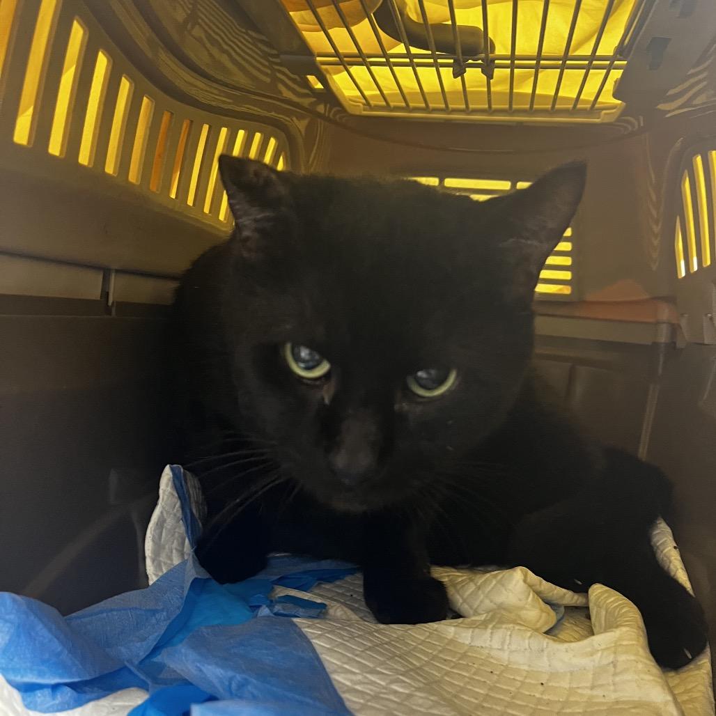 Big Blake, Adoptable, Young Male Domestic Short Hair & Domestic Short Hair.