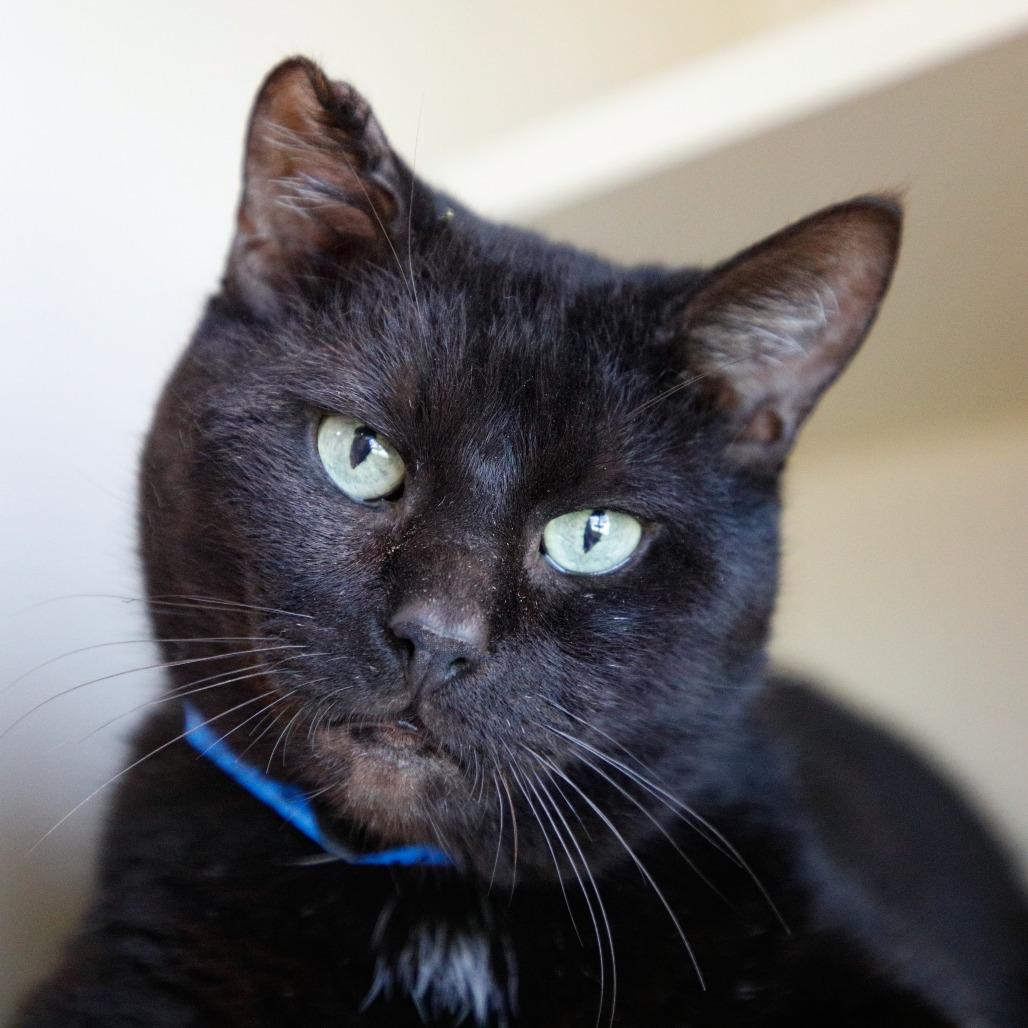 Big Blake, a Adoptable mixed breed in Tampa, FL image 2/2