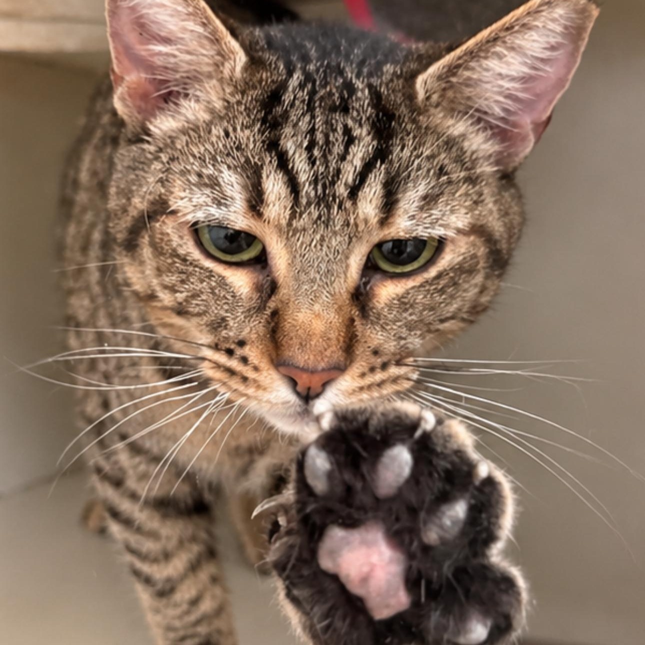 Bella, Adoptable, Young Female Domestic Short Hair.