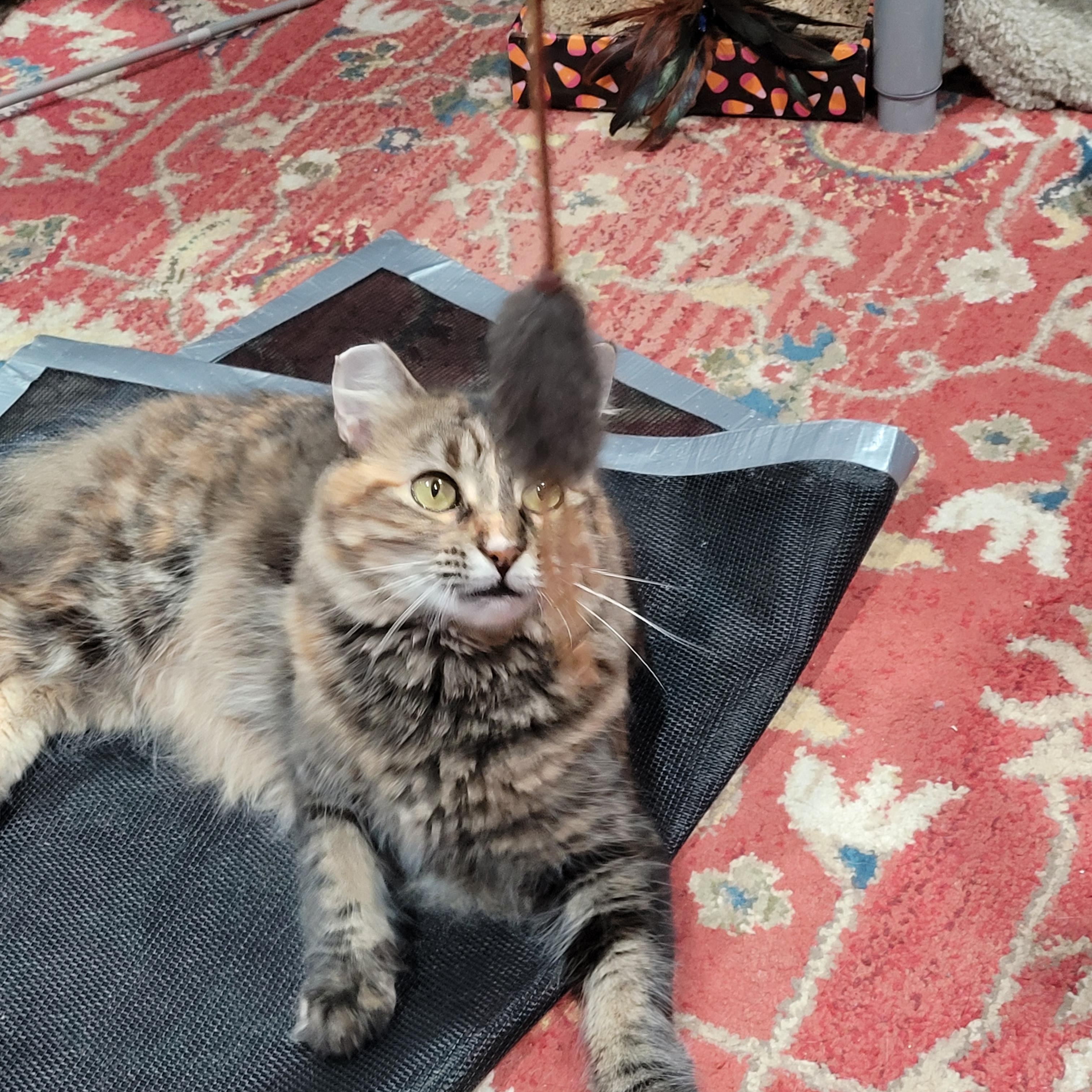 Fiona, Adoptable, Young Female Domestic Long Hair & Maine Coon.