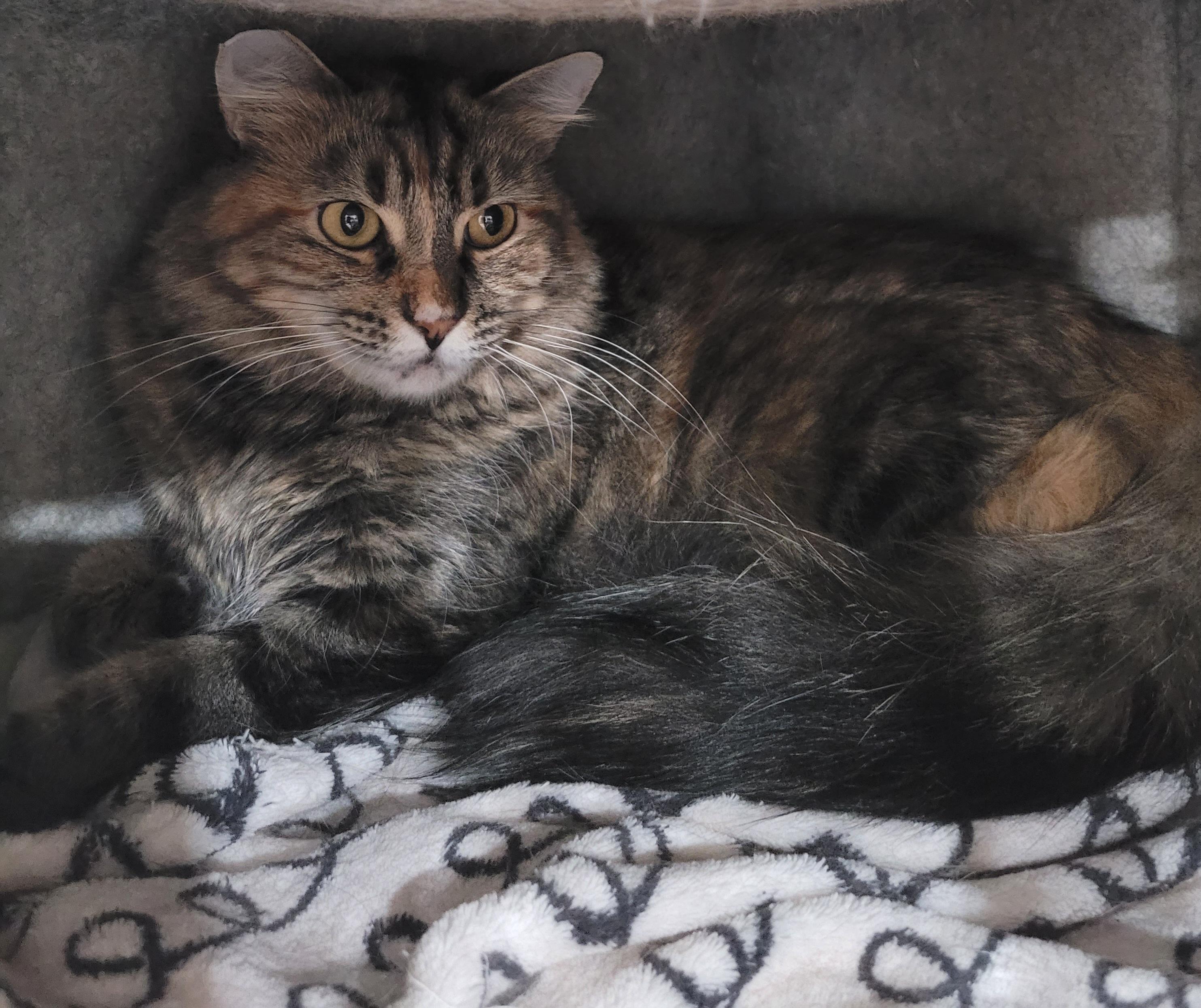 Enlarge Fiona, a Adoptable mixed breed in San Jose, CA image 5/6