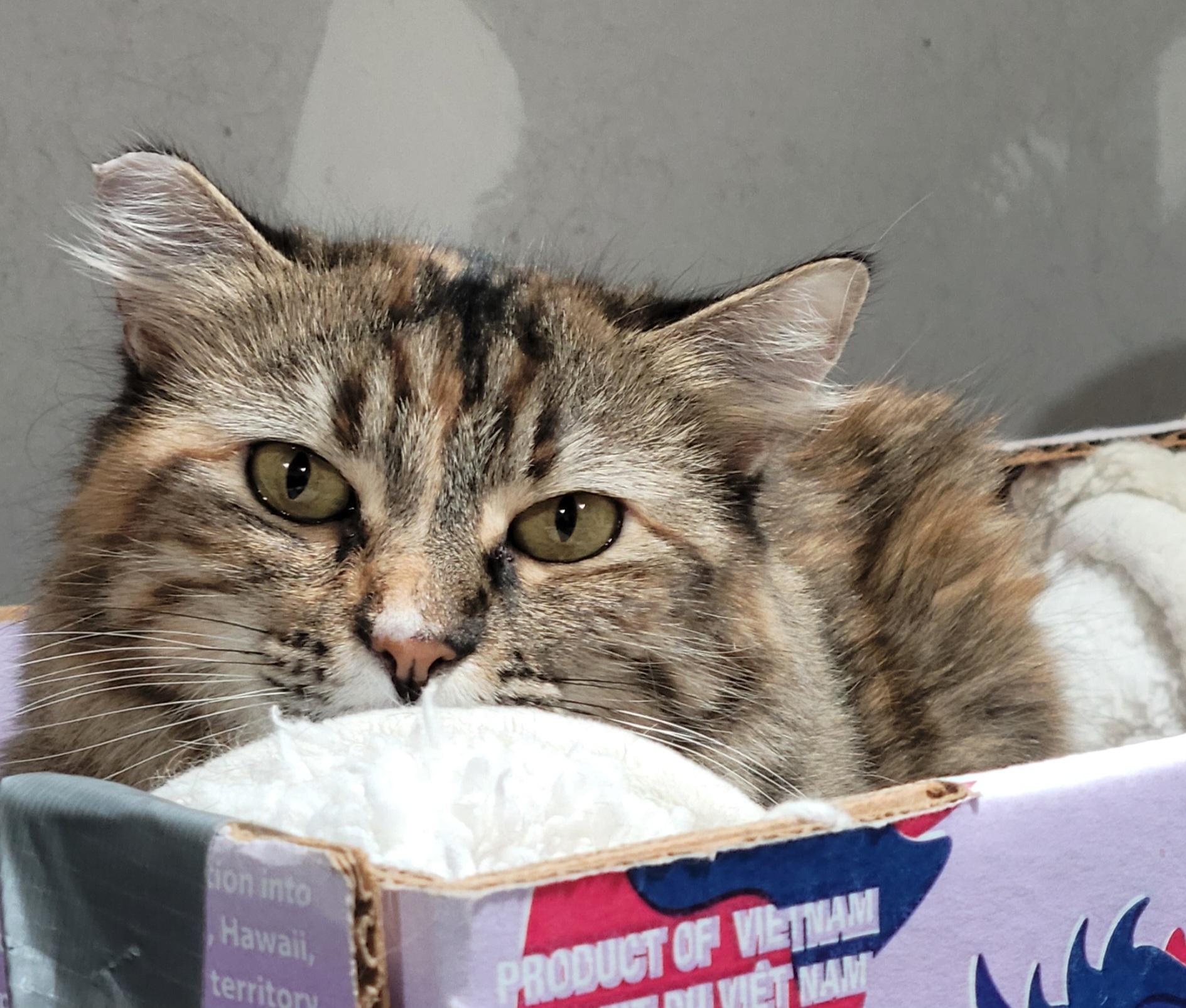 Enlarge Fiona, a Adoptable mixed breed in San Jose, CA image 3/6