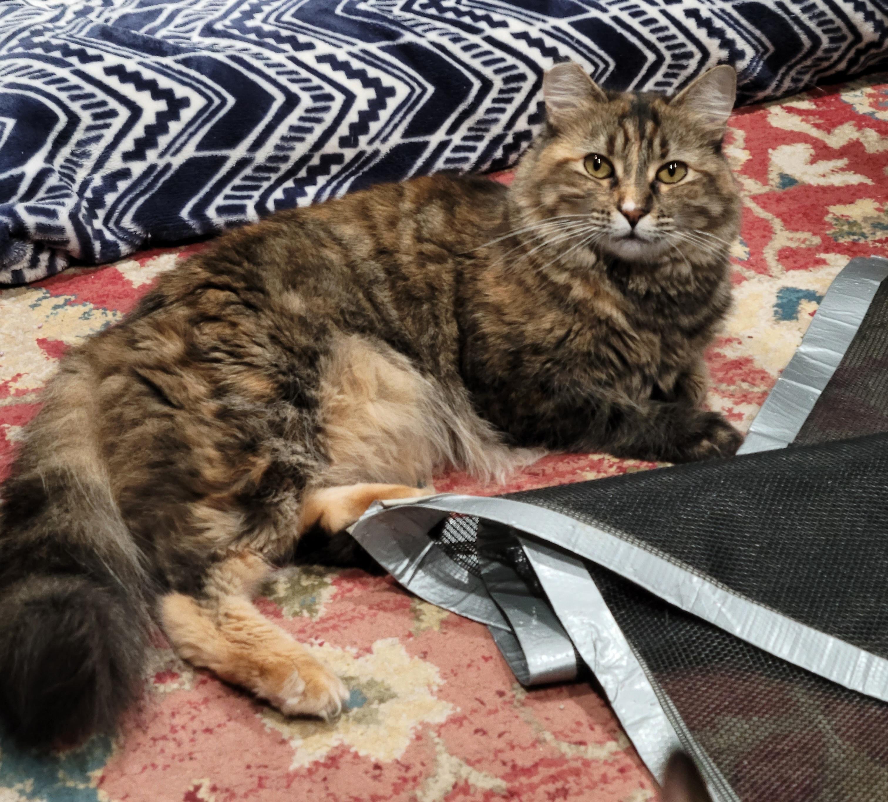 Fiona, Adoptable, Young Female Domestic Long Hair & Maine Coon.