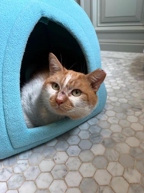 Enlarge Townes, an adopted American Shorthair in Hillsboro, OR image 3/4