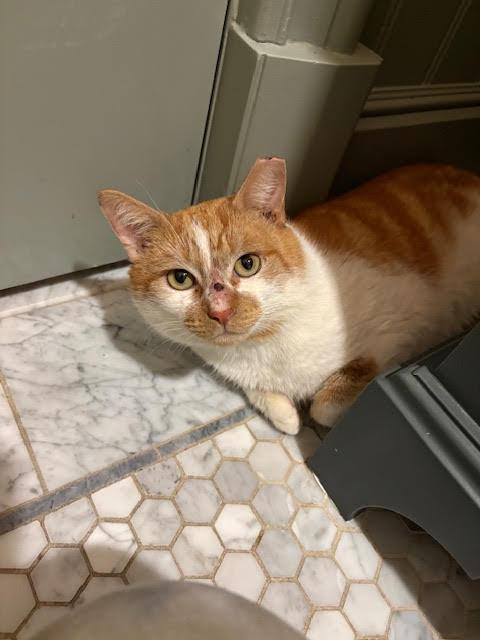 Enlarge Townes, an adopted American Shorthair in Hillsboro, OR image 2/4