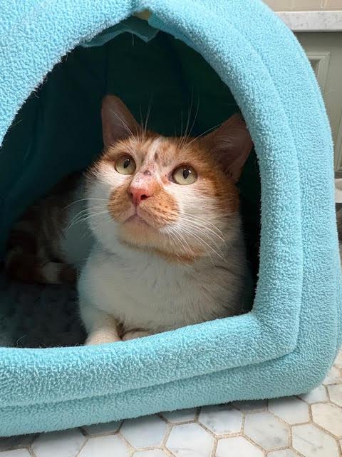 Enlarge Townes, an adopted American Shorthair in Hillsboro, OR image 1/4