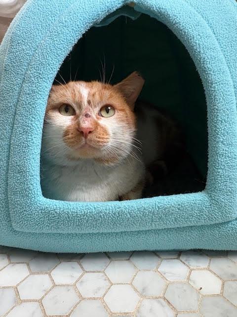 Enlarge Townes, an adopted American Shorthair in Hillsboro, OR image 4/4