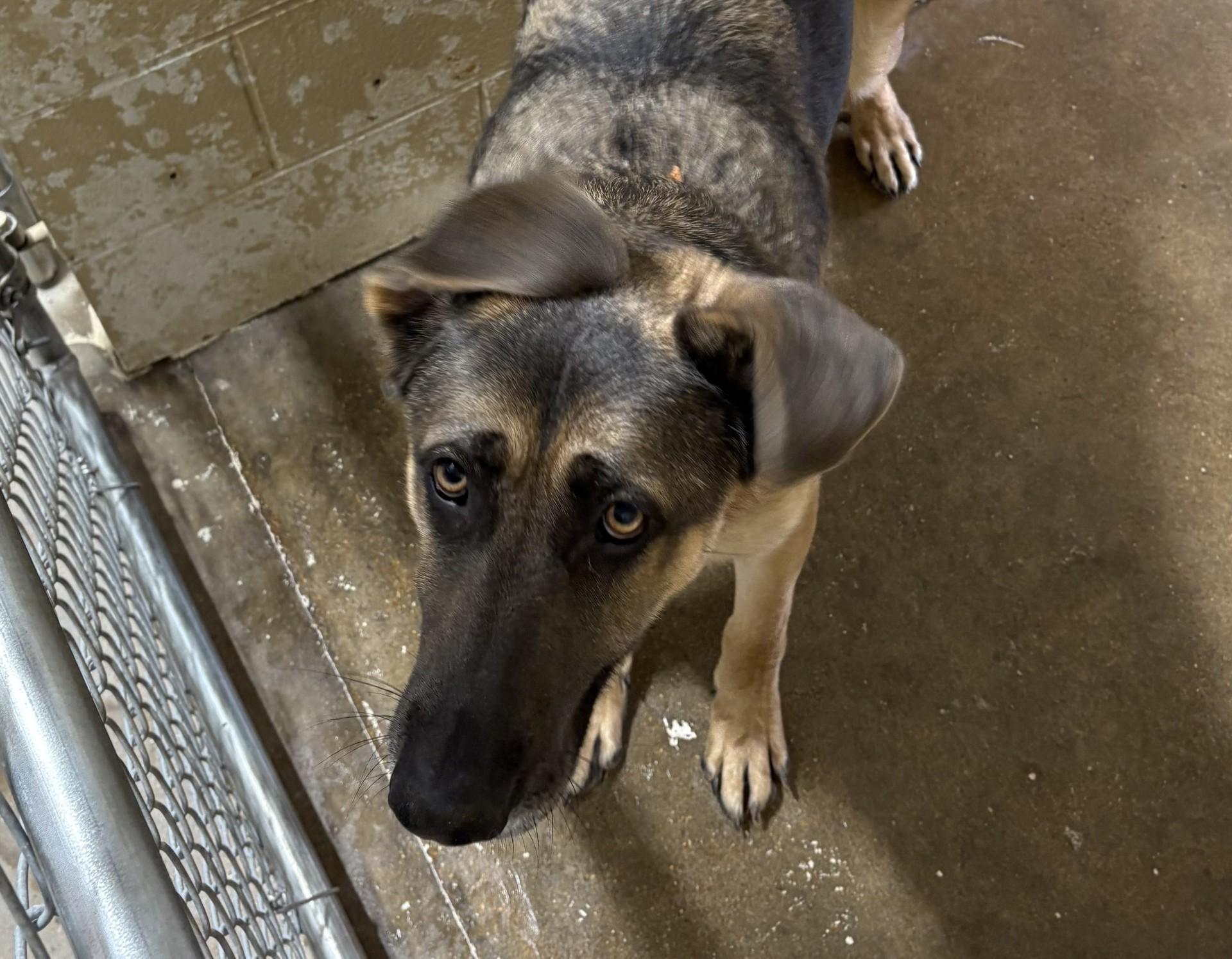 REN, Adoptable, Young Male German Shepherd Dog.