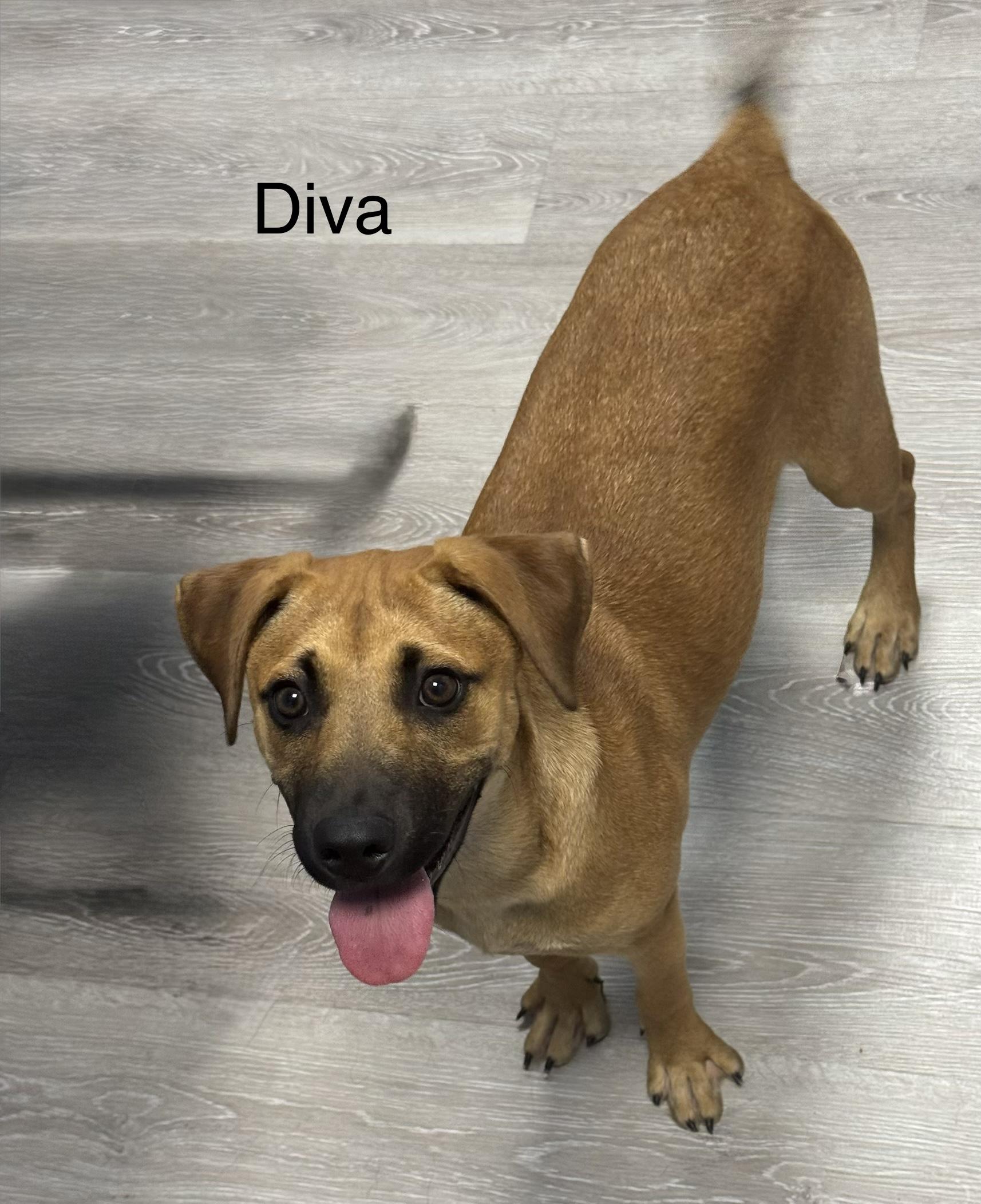 Diva, adopted, Puppy Female Shepherd.