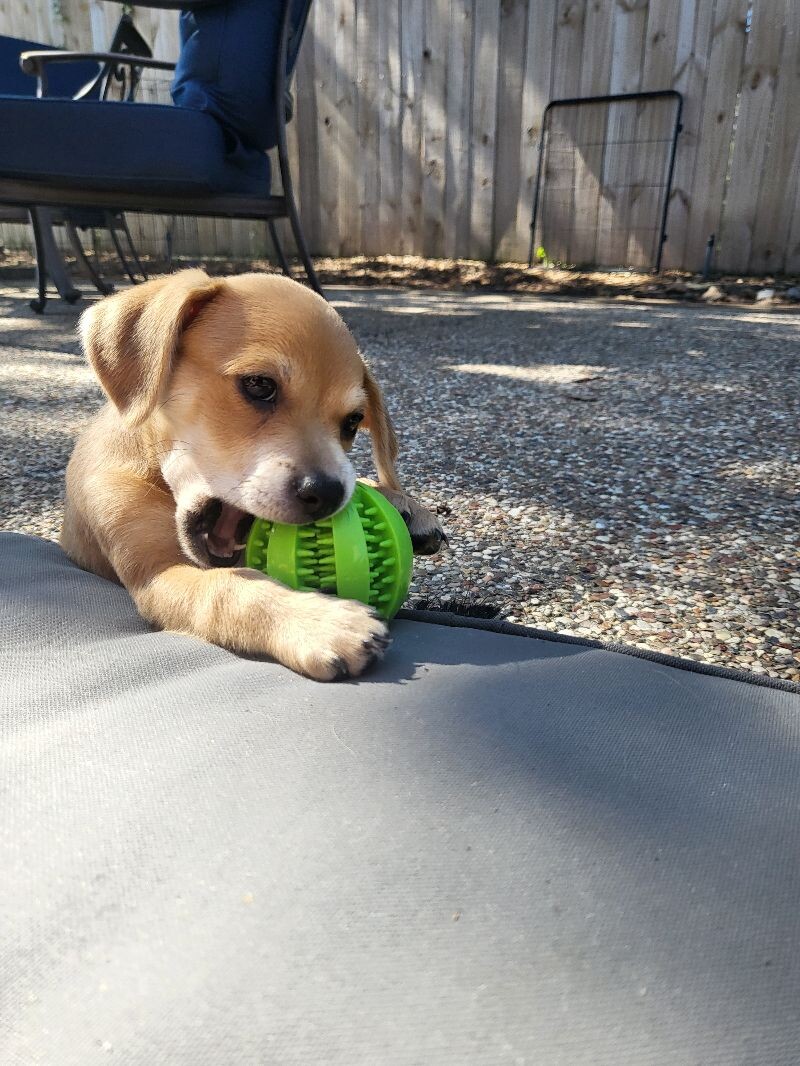 Dog for adoption Fig Fruit, a Chihuahua & Dachshund Mix in Marysville