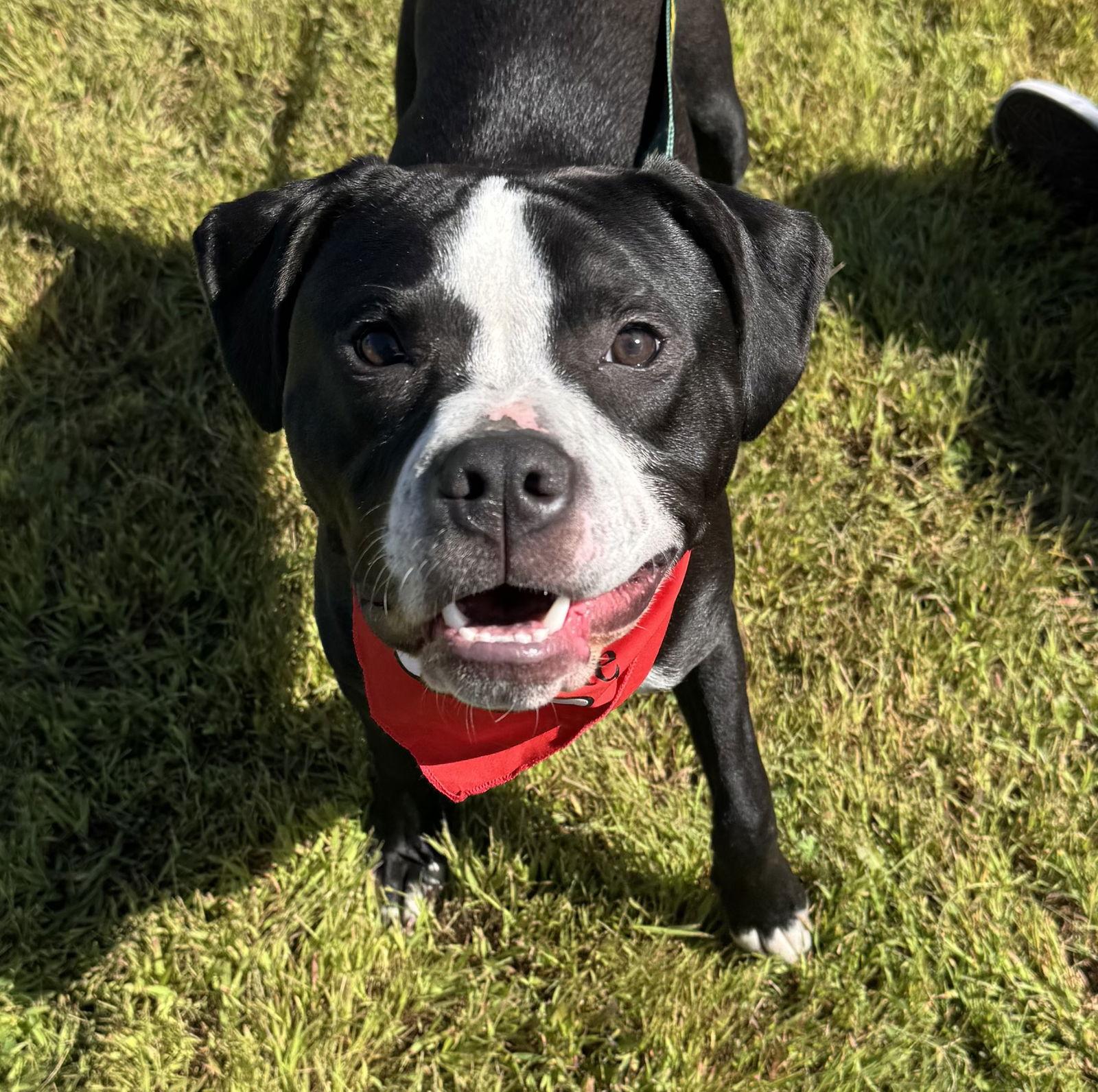Herman, a Adoptable Boxer in Brooklyn Center, MN image 1/3
