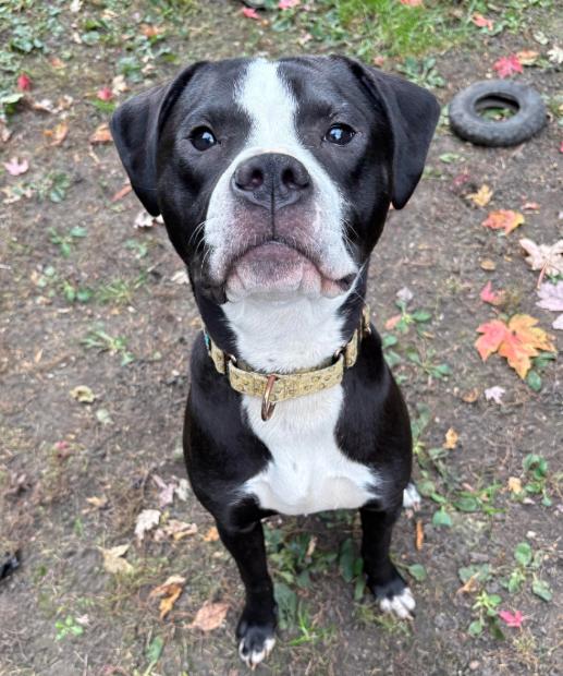 Herman, a Adoptable Boxer in Brooklyn Center, MN image 2/3